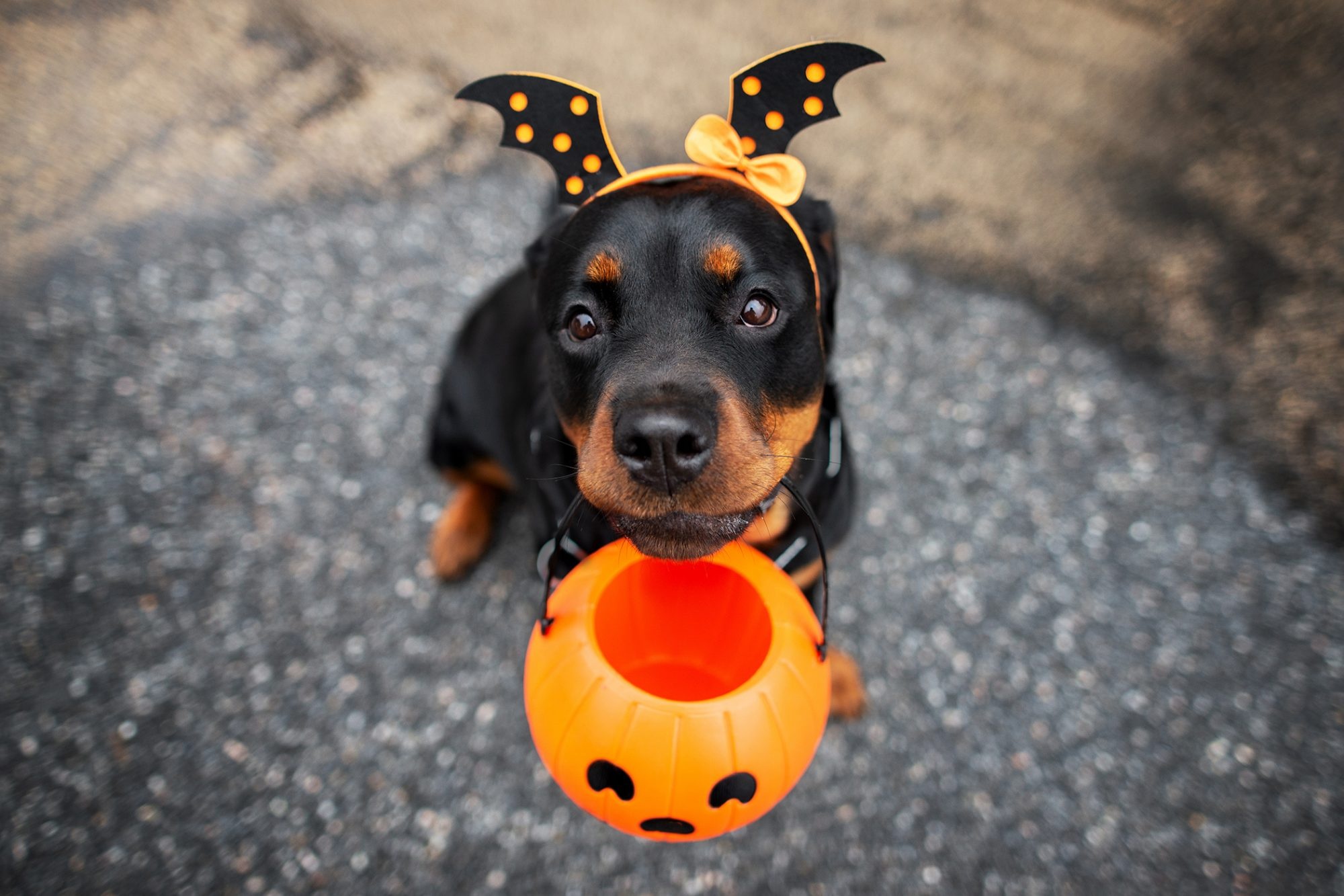 Halloween pets, Scary treats, Halloween dog treats, Tasty snacks, 2000x1340 HD Desktop