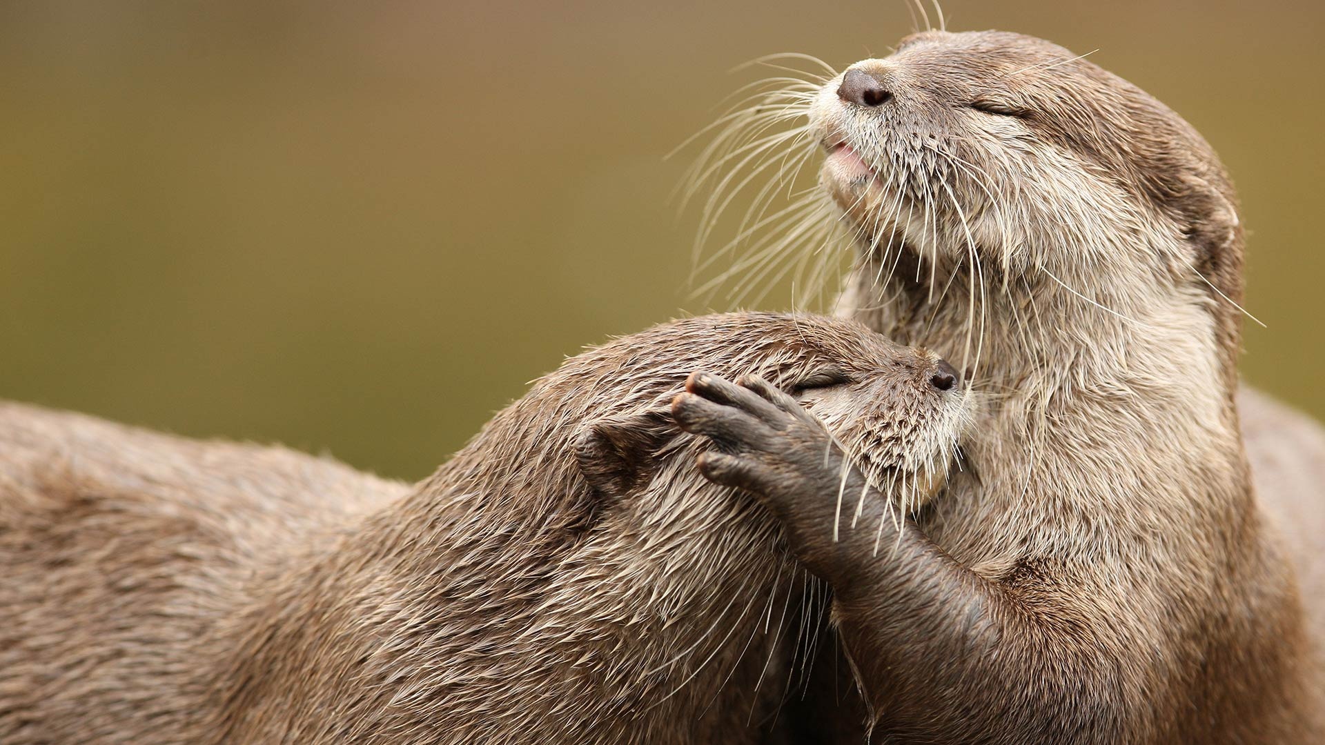 Otter wildlife, High resolution, Standing on rocks, Nature photography, 1920x1080 Full HD Desktop