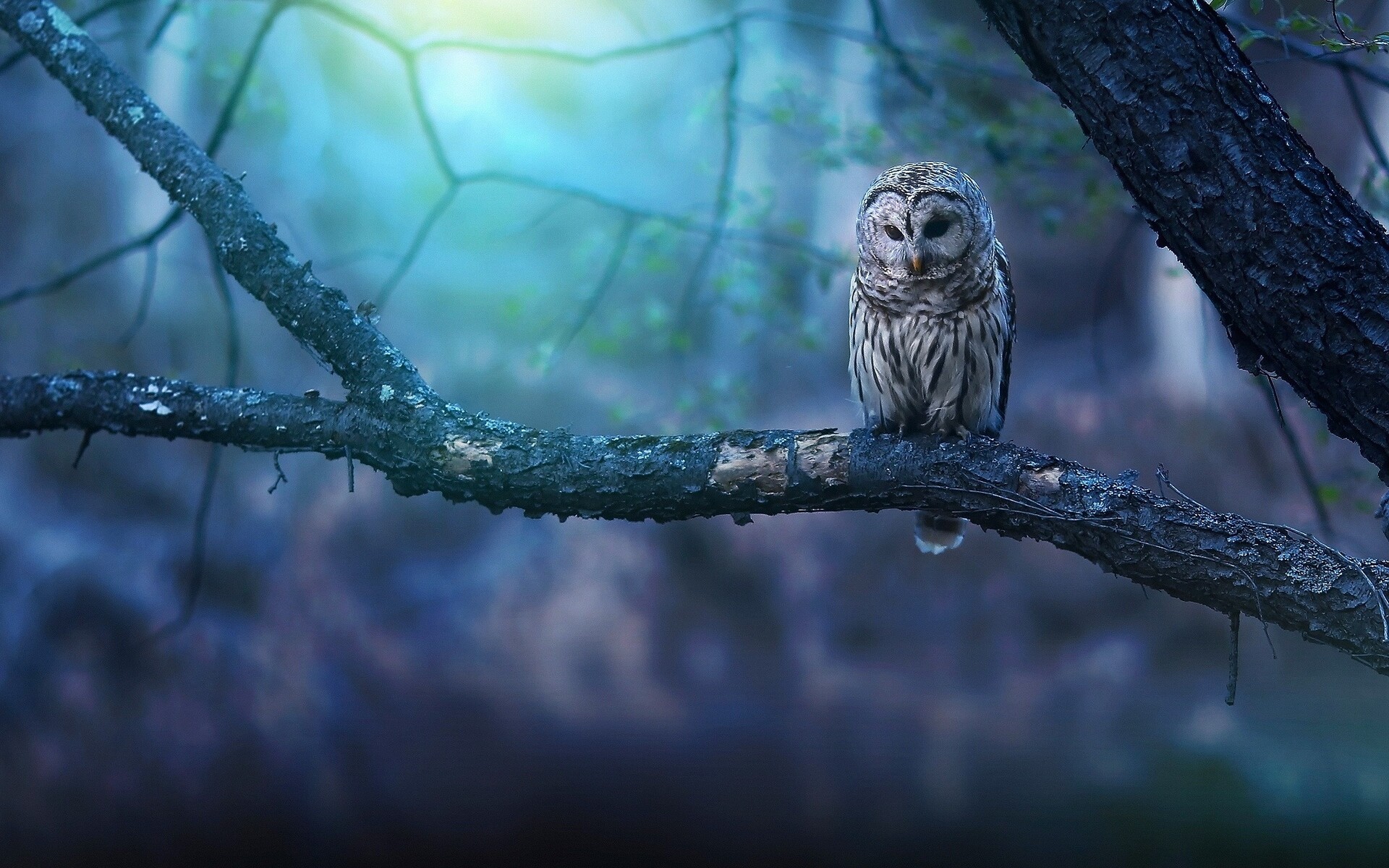 Owl wallpapers, Stunning bird photography, Nocturnal creatures, Wise and mysterious, 1920x1200 HD Desktop