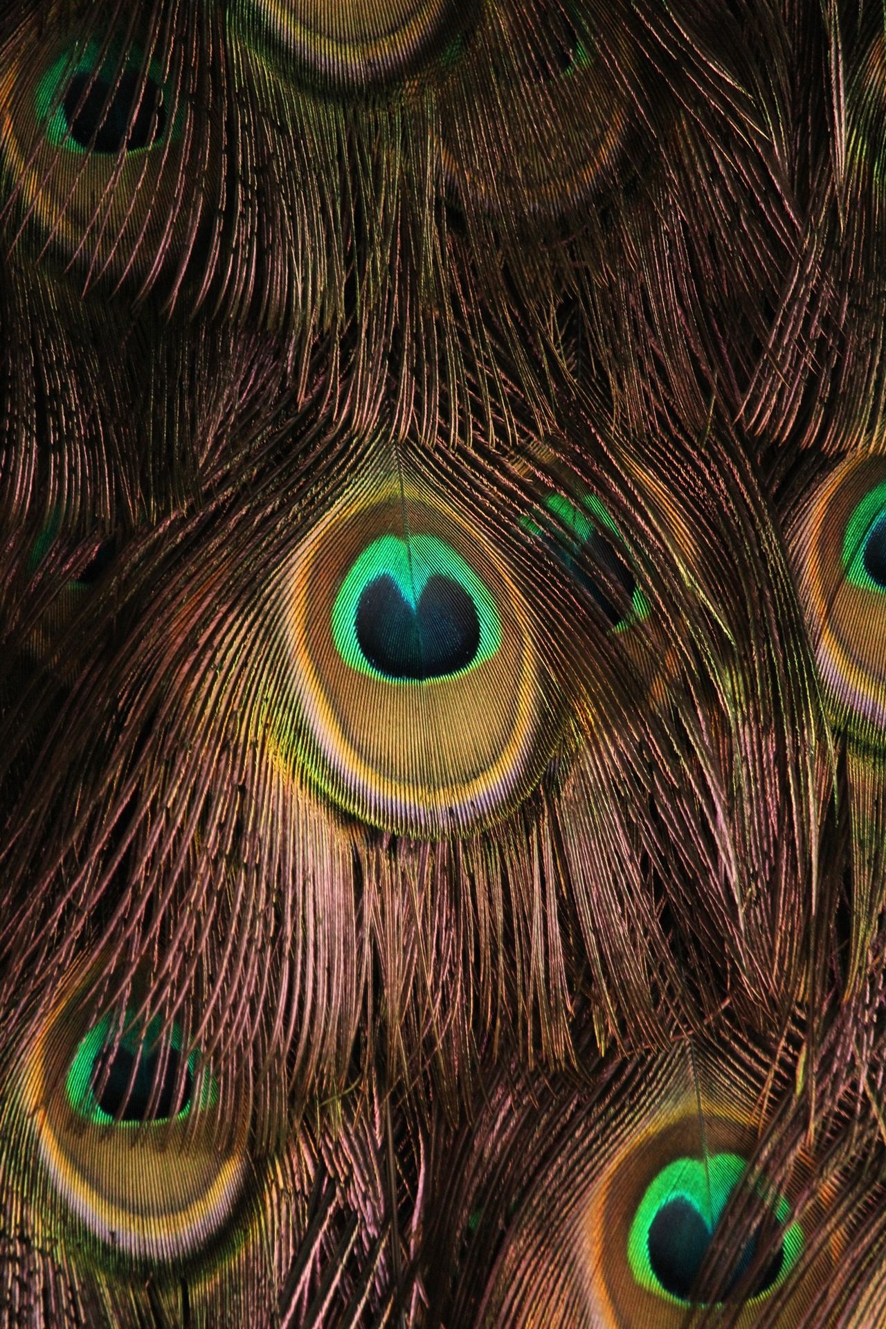Peacock tail feathers, Peacock feather eyespot, Iridescent plumage texture, HD Phone wallpaper