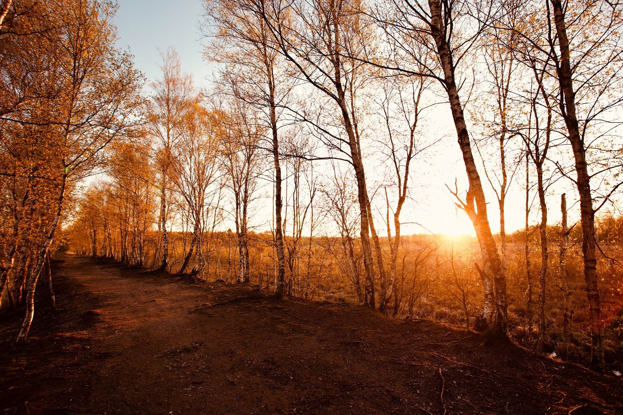 Birch Tree, Nature, Forest, Wallpaper, 2050x1370 HD Desktop