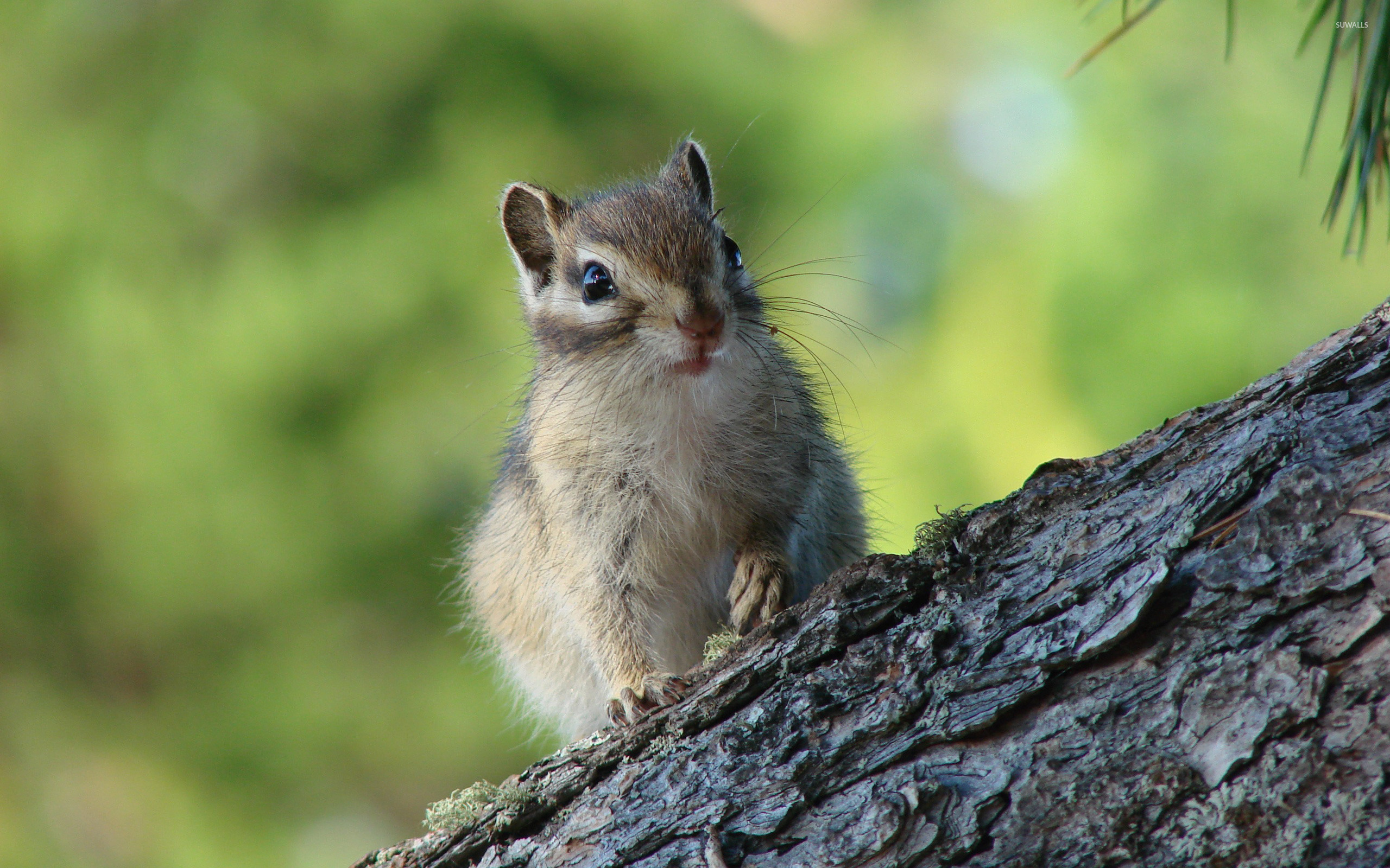 Chipmunk, Animals, Wallpaper, 11563, 2560x1600 HD Desktop