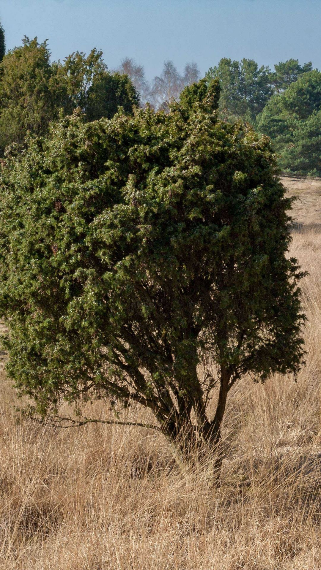 Westruper Heide, Kleiner Baum, Tranquil beauty, Nature's harmony, 1080x1920 Full HD Phone