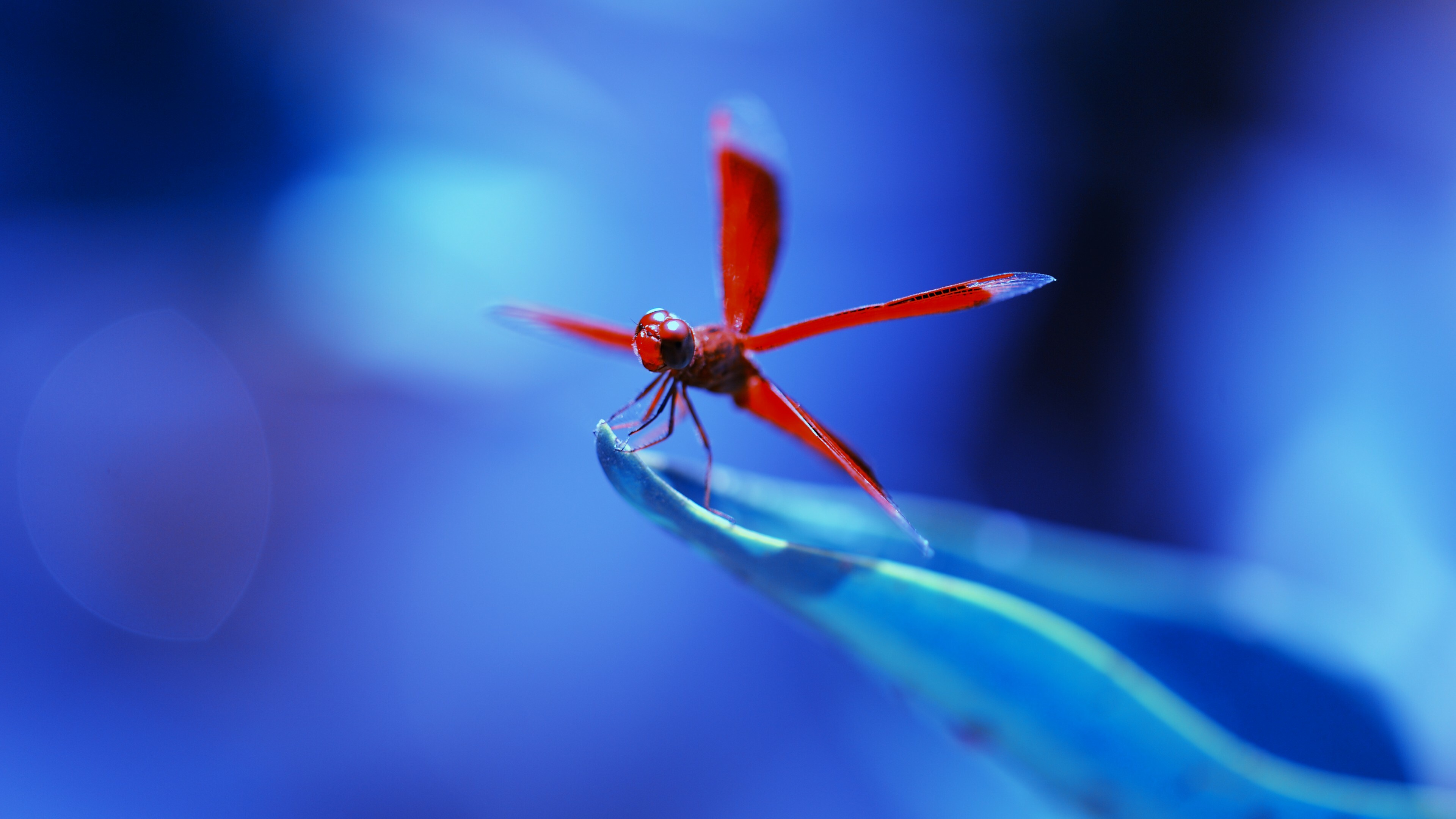 Urothemis signata, Dragonflies Wallpaper, 3840x2160 4K Desktop