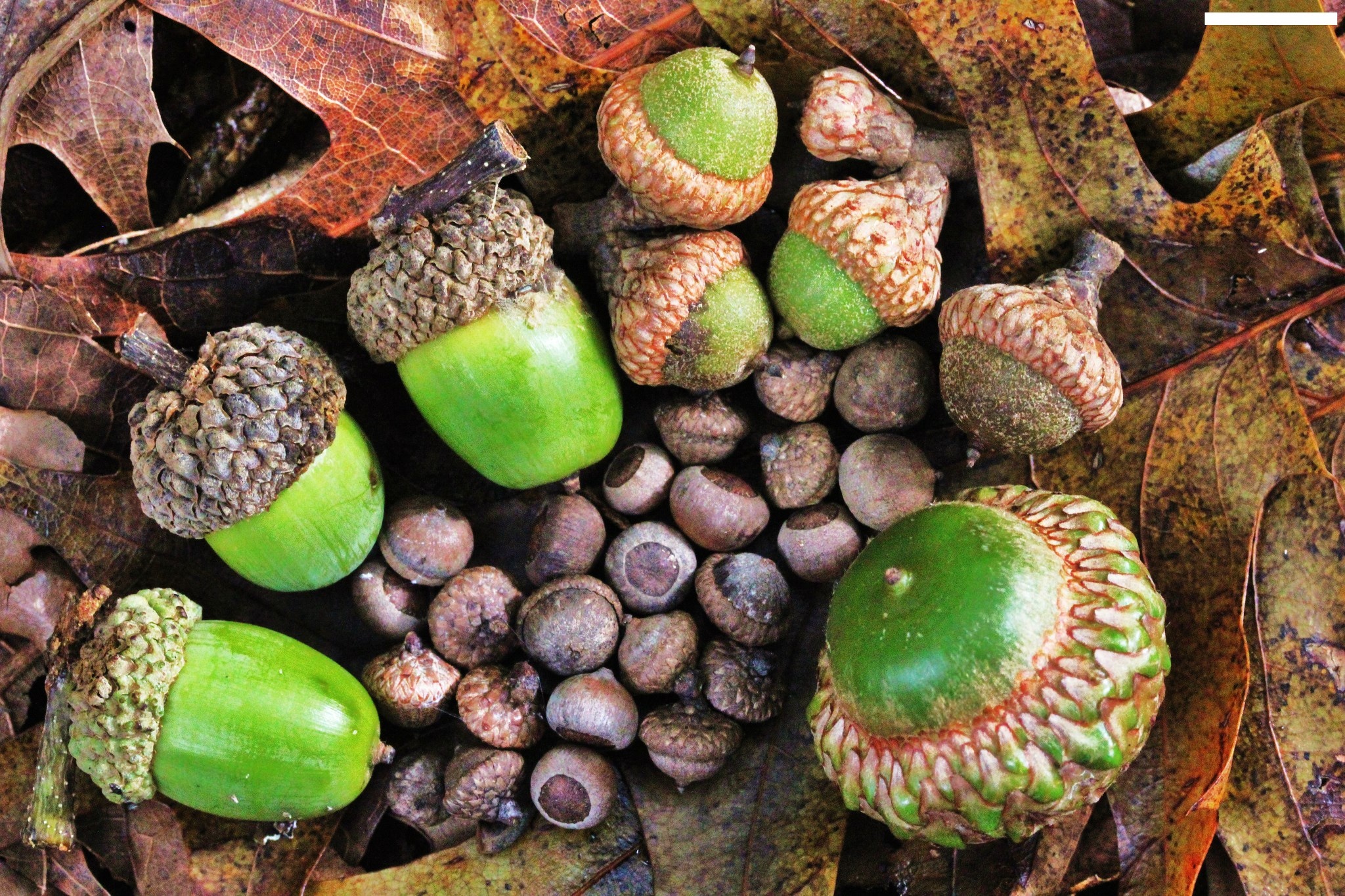 Wild Georgia, Crucial wildlife survival, Winter, Acorns, 2050x1370 HD Desktop