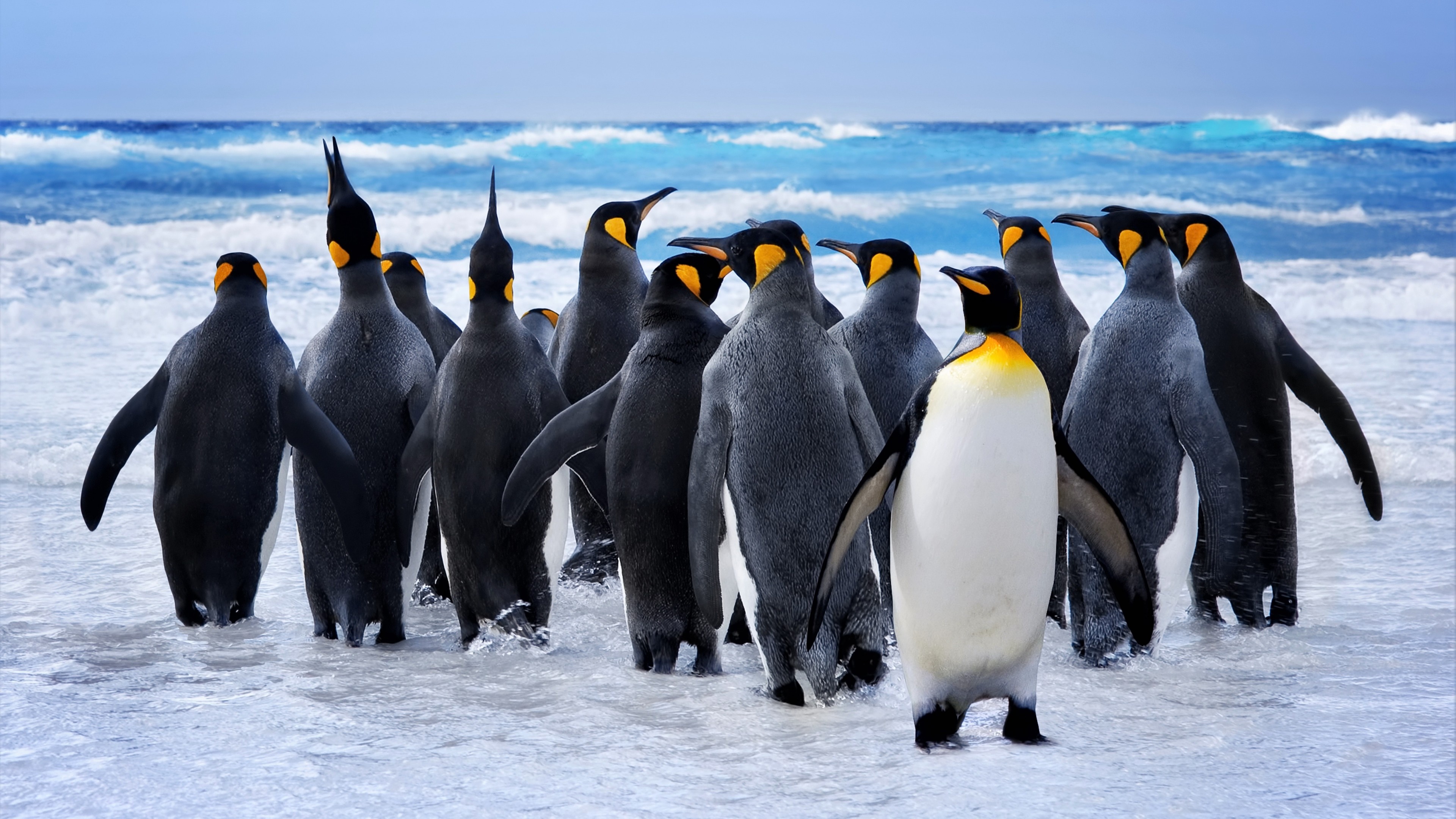 Charming tuxedos, Playful sliding, Social creatures, Fascinating behaviors, 3840x2160 4K Desktop