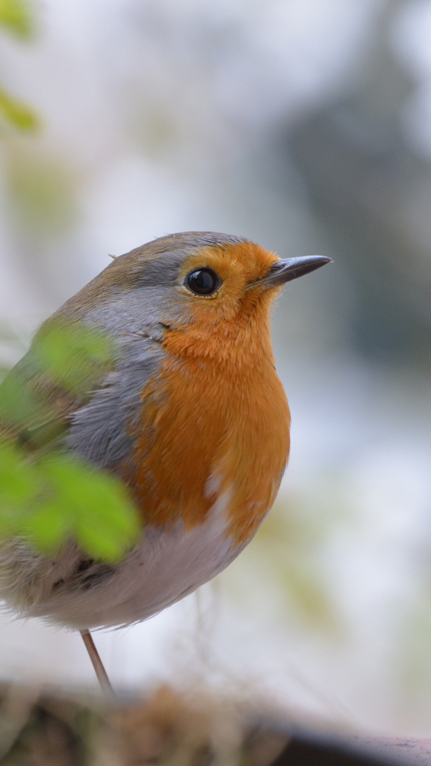 Robin bird, Full HD wallpaper, High resolution, Baltana, 1440x2560 HD Phone