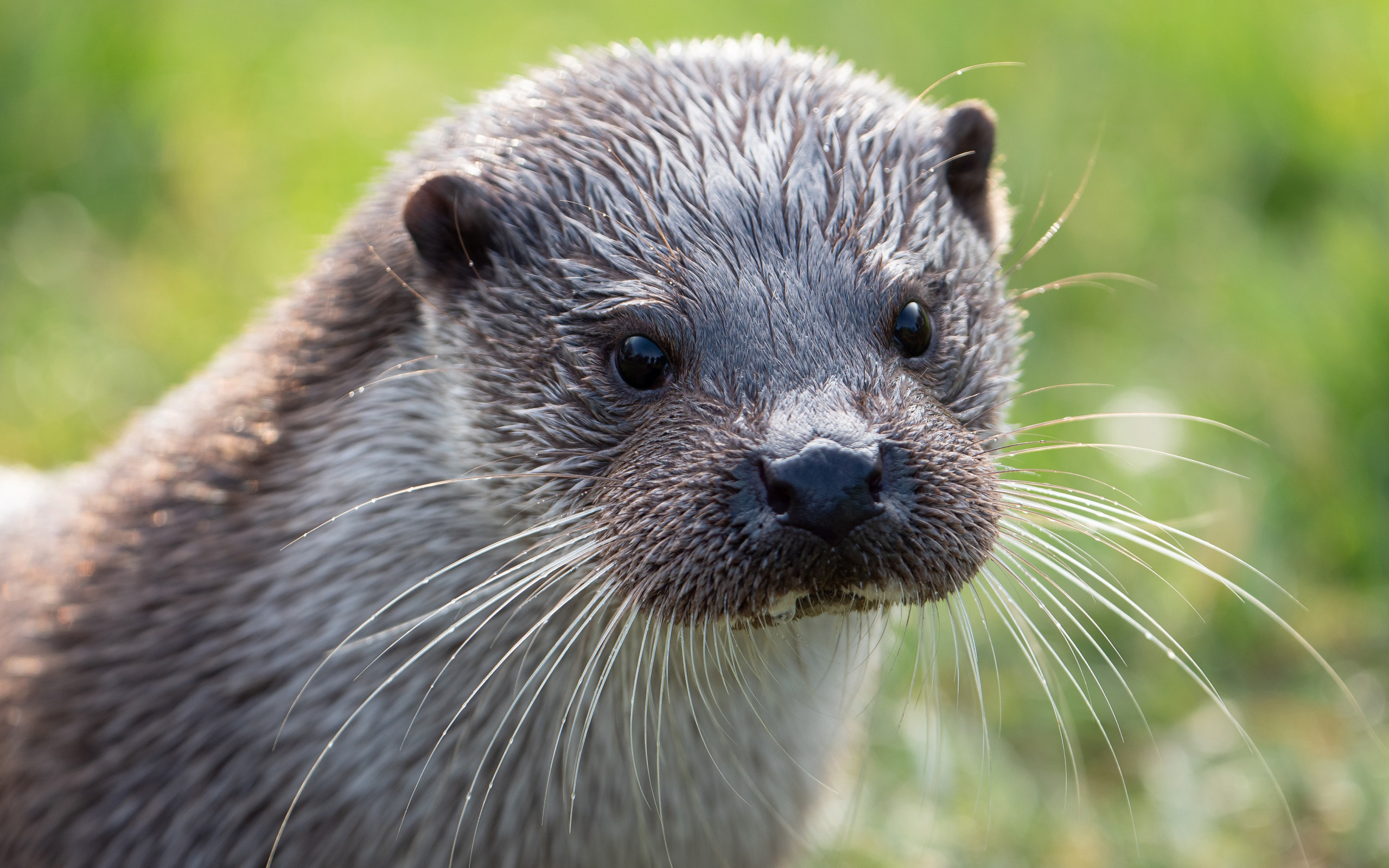 North American river otter, Otter Wallpaper, 2560x1600 HD Desktop