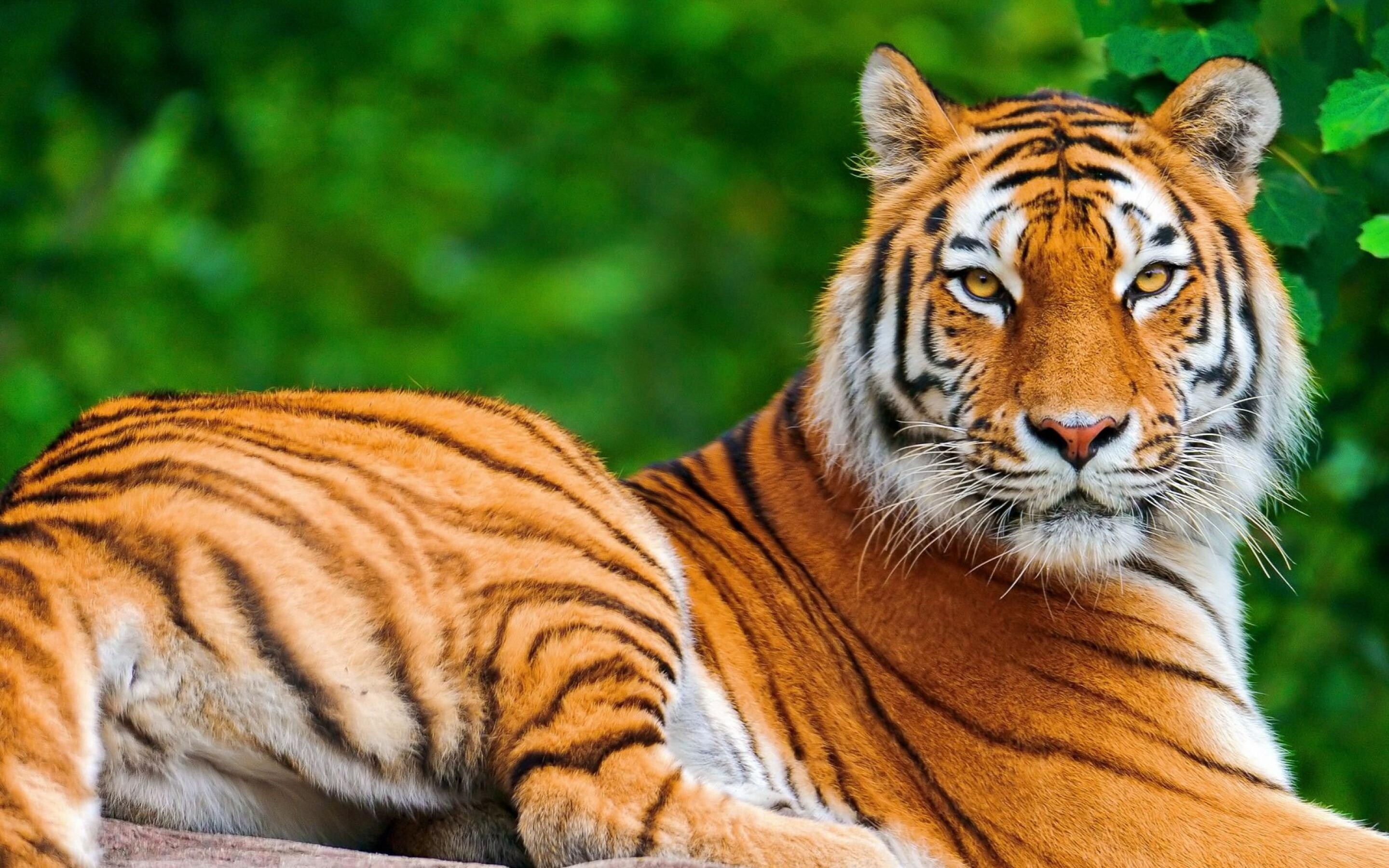 Tiger in all its glory, Striking wallpaper, Captivating imagery, Majestic beauty, 2880x1800 HD Desktop