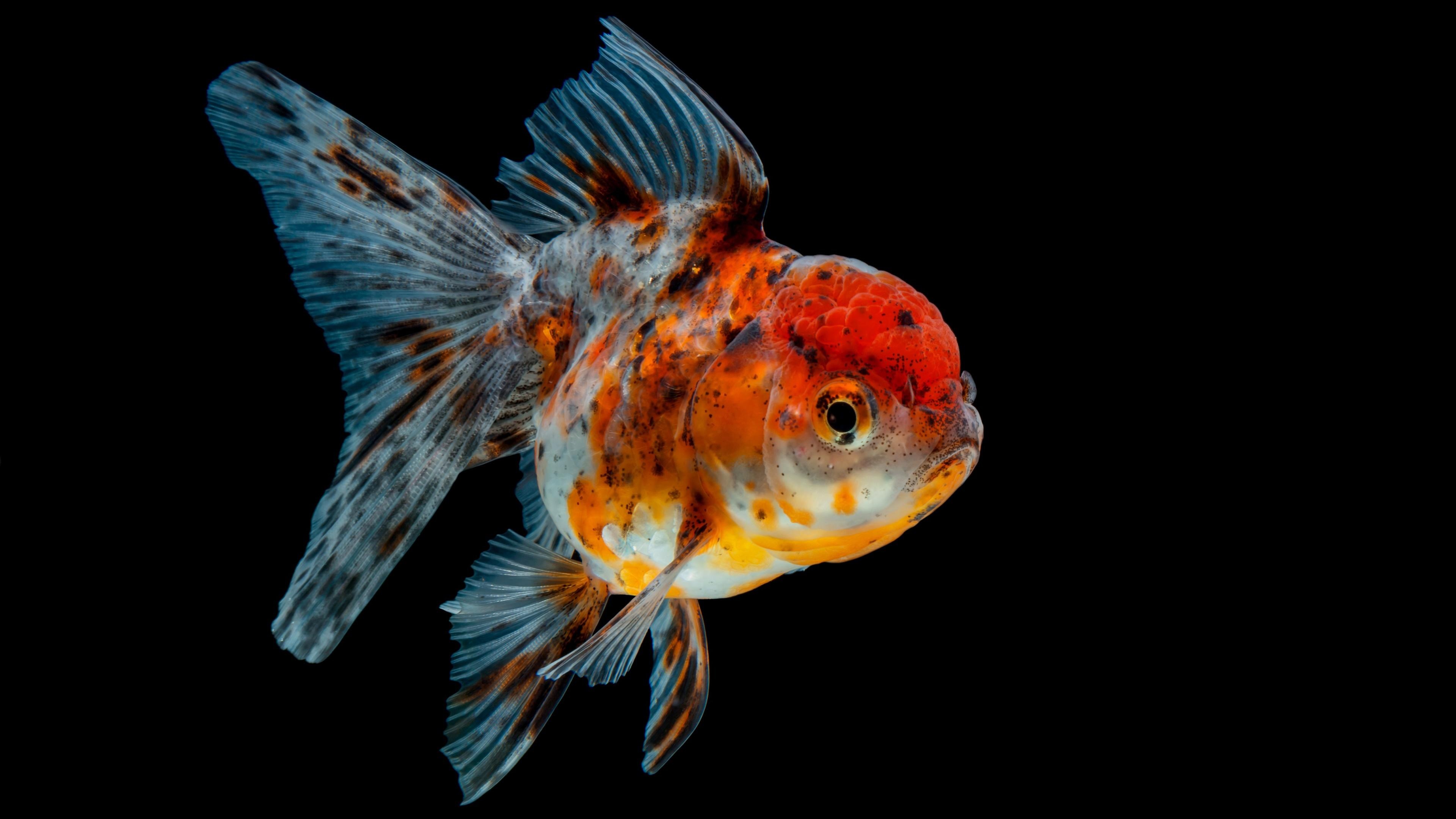 Goldfish, Beautiful wallpapers, Aquatic beauty, 3840x2160 4K Desktop