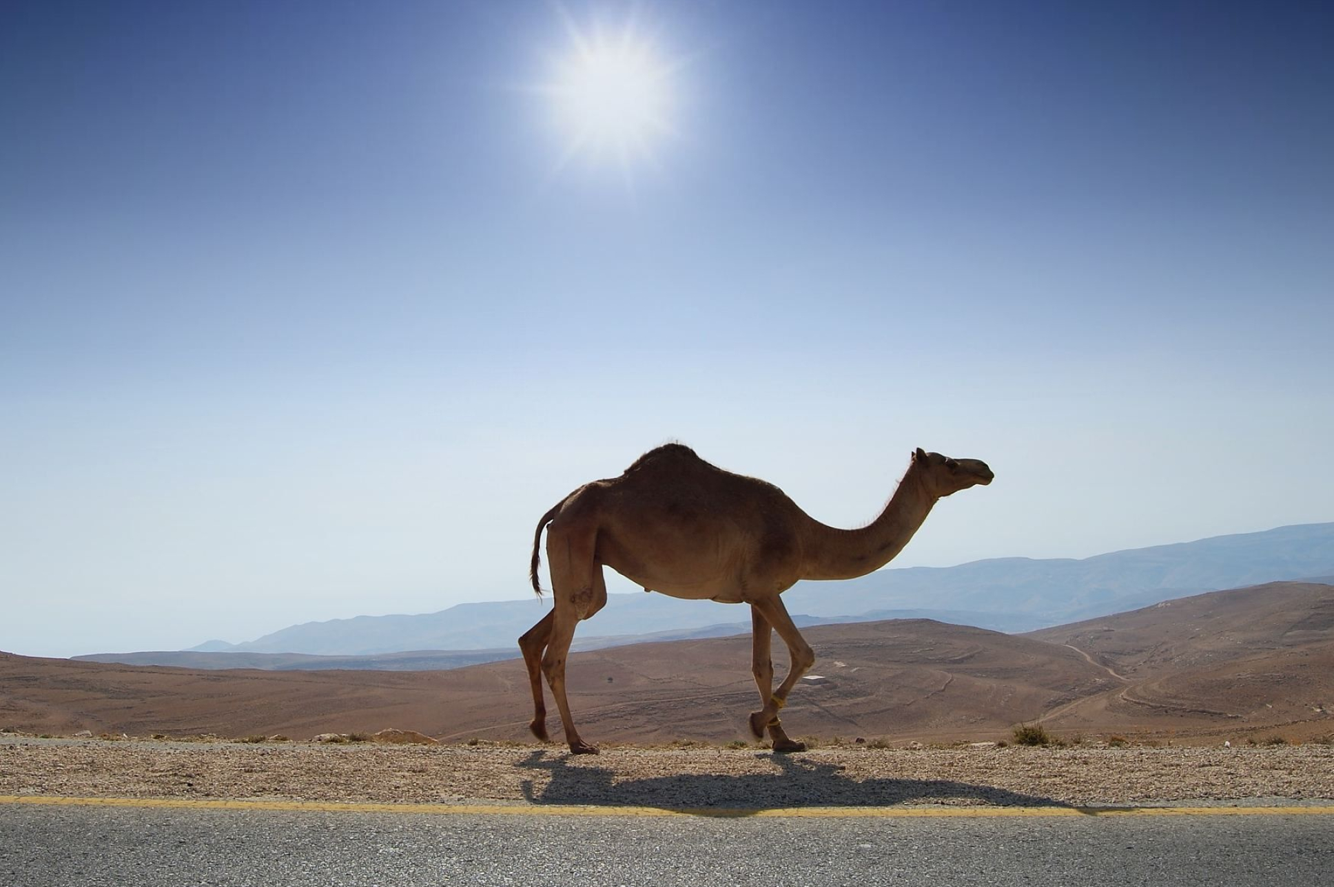 Camel wallpapers, Phone backgrounds, 1940x1290 HD Desktop