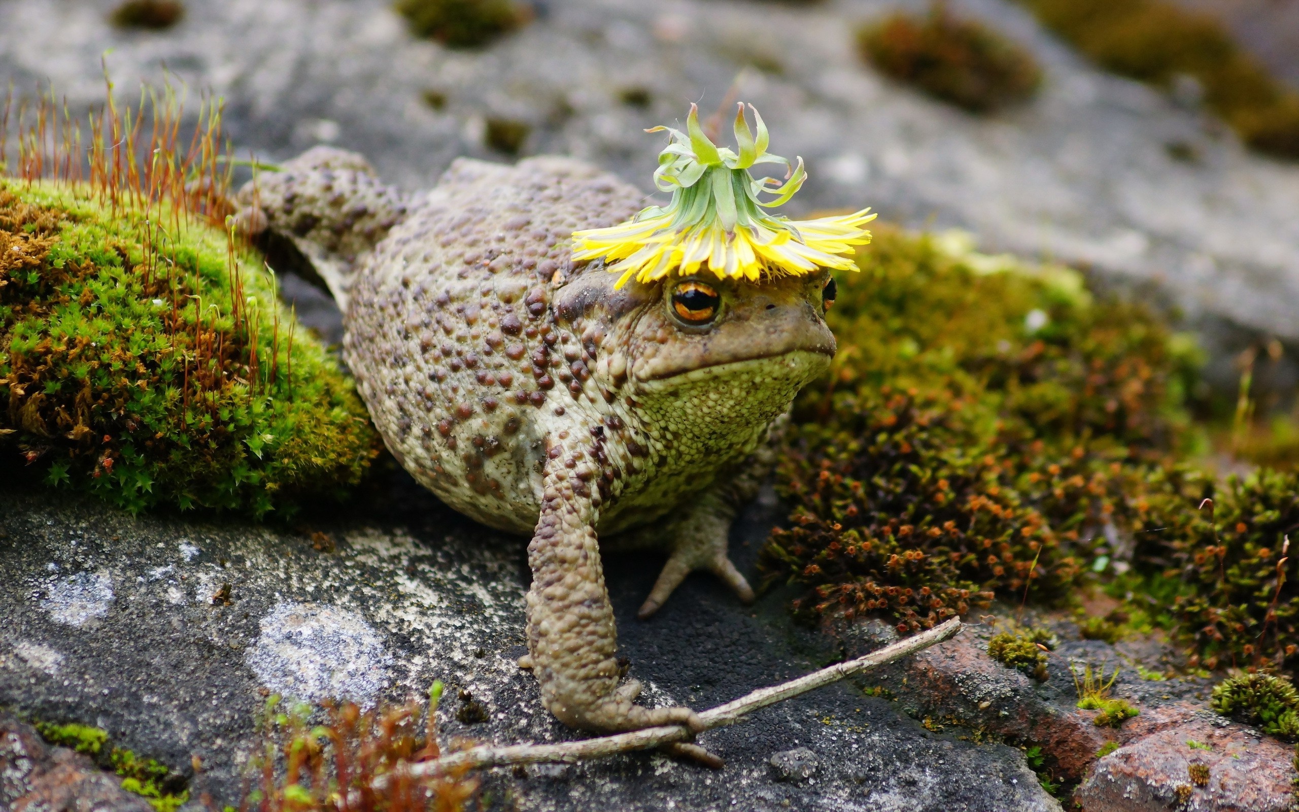 Macro animals, Mossy habitat, High-definition wallpapers, Nature's artistry, 2560x1600 HD Desktop