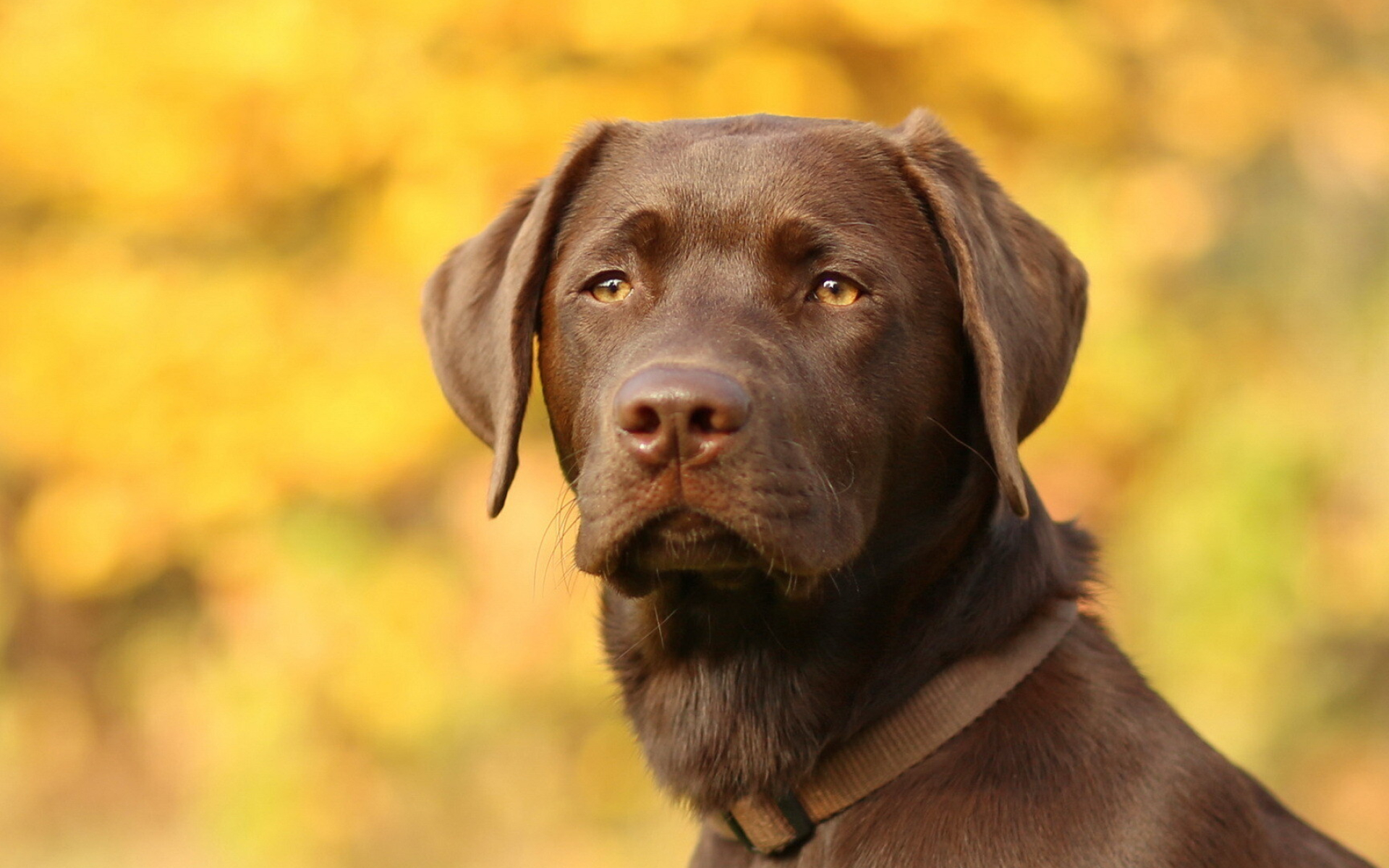 Brown Labrador Retriever, Gazing look, Animal wallpaper, 1920x1200 HD Desktop