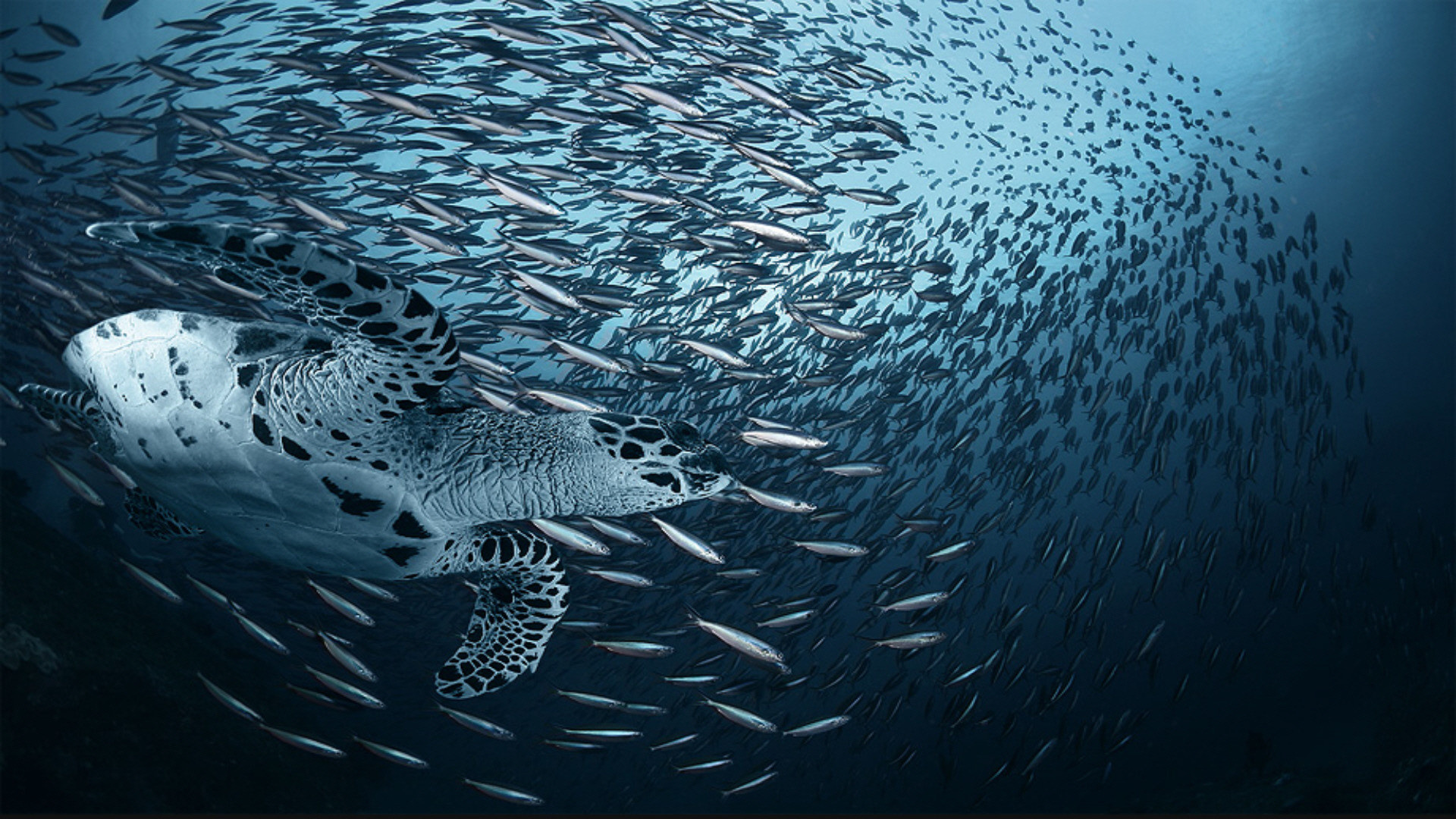 Mesmerizing sea animal wallpapers, Breathtaking seascapes, Oceanic charm, Picture perfect, 1920x1080 Full HD Desktop