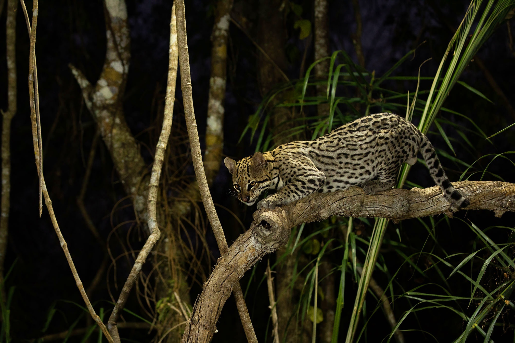 Wildcat wallpapers, Ocelot beauty, Exotic feline, Stunning appearances, 2100x1400 HD Desktop