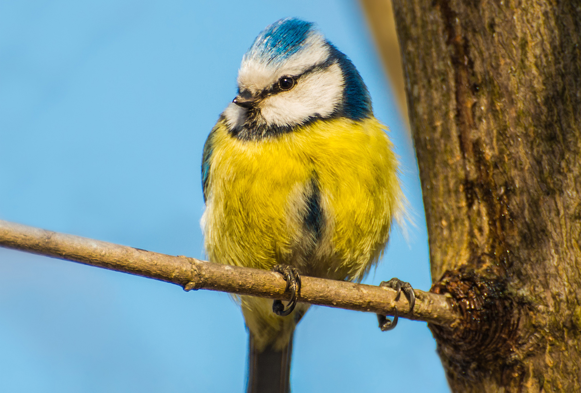 Blue tit wallpapers, 10, Free, 1920x1300 HD Desktop