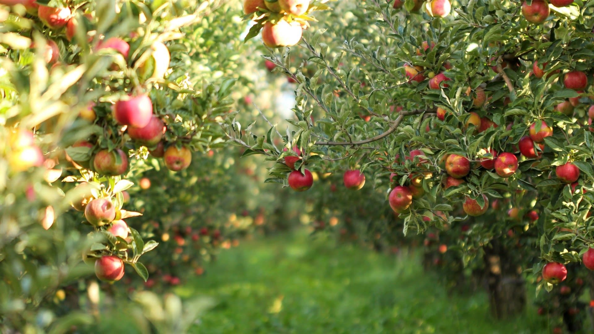 Apple Tree, Apple picking wallpapers, Backgrounds, Nature, 1920x1080 Full HD Desktop
