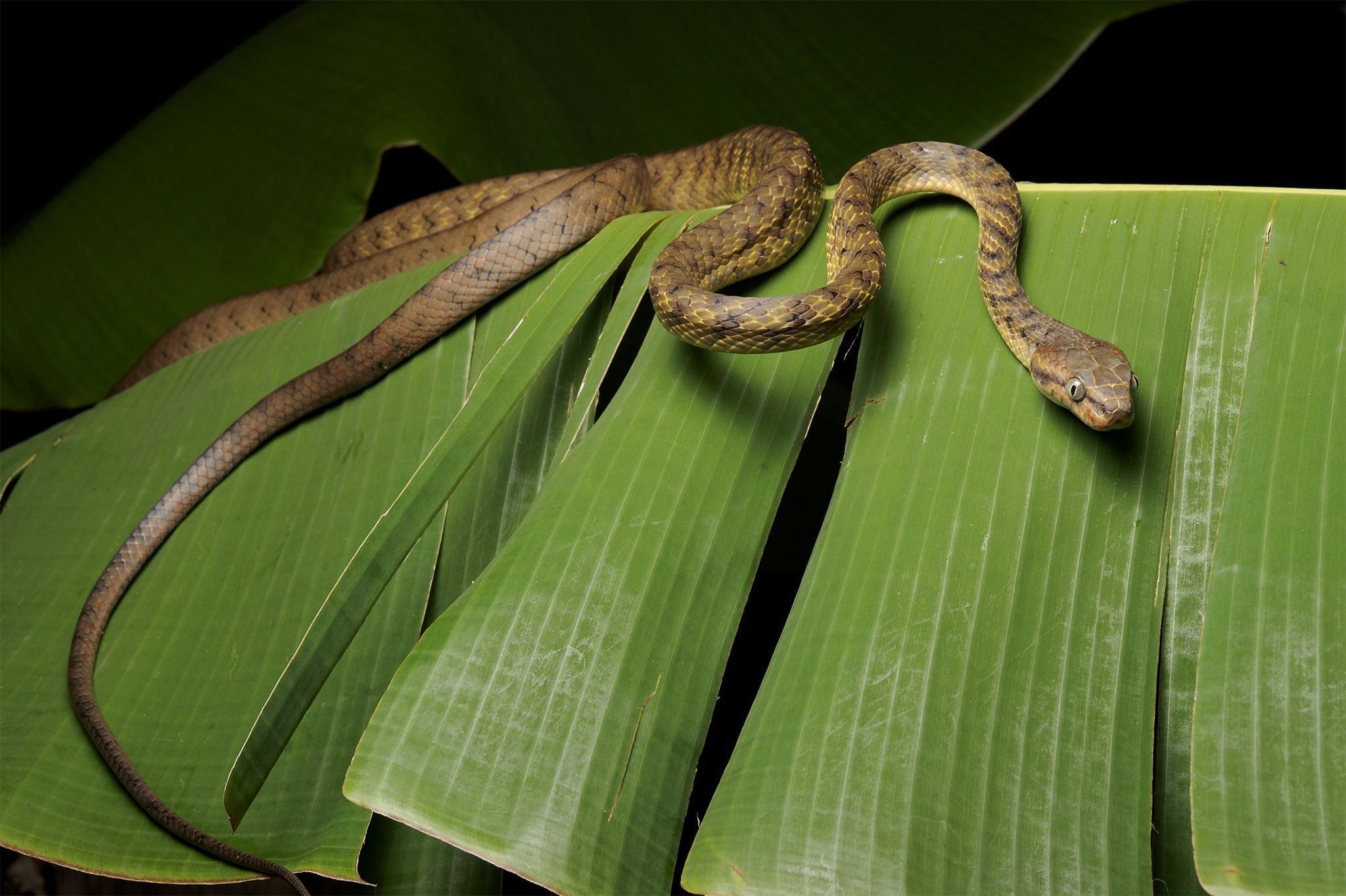 Brown tree snake, Phone wallpapers, Desktop backgrounds, Snake images, 2050x1370 HD Desktop