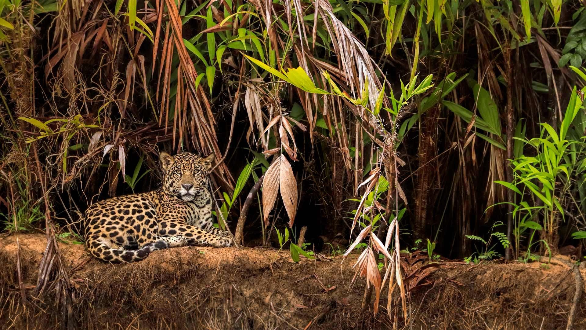 Pantanal Matogrossense, Stunning wallpapers, Nature's beauty, Captivating scenes, 1920x1080 Full HD Desktop