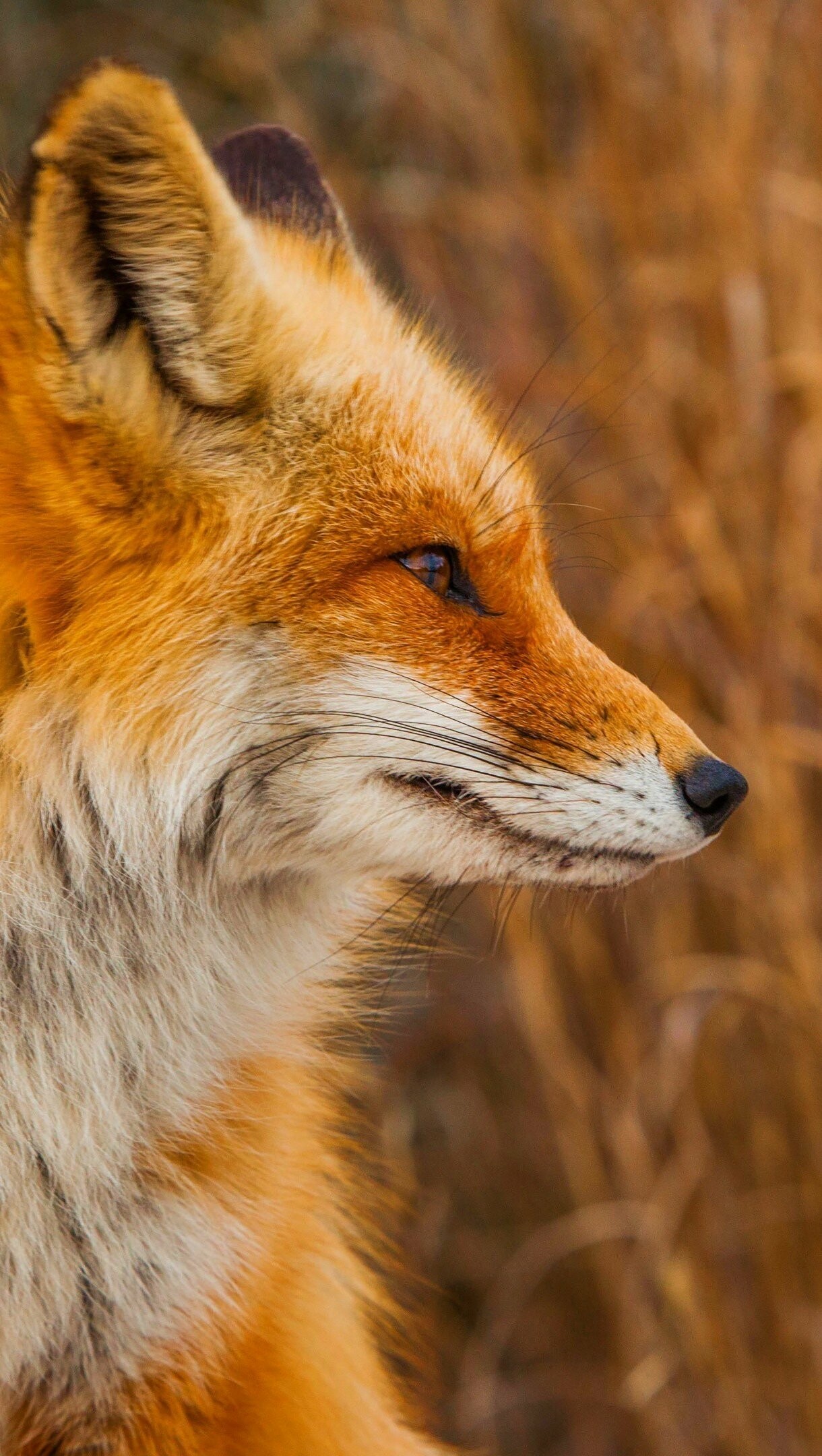 Ultra HD fox wallpaper, Crystal clear imagery, High-resolution beauty, Striking details, 1220x2160 HD Phone