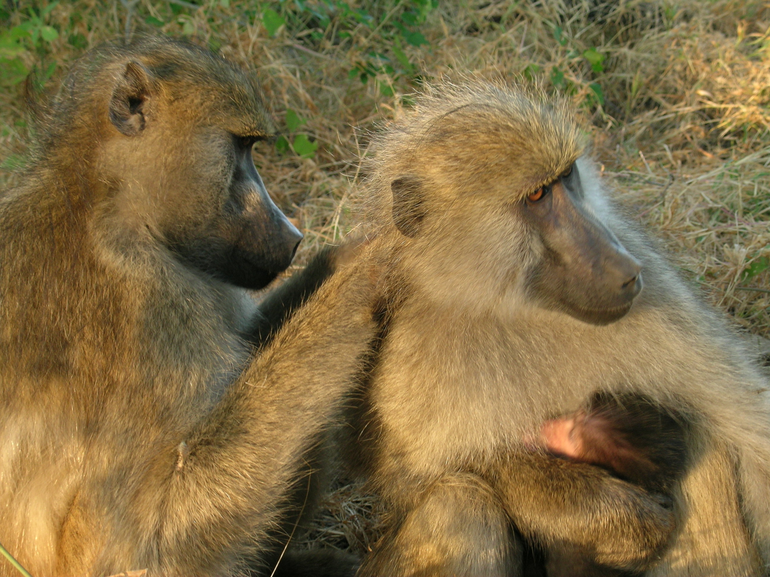 Family, Baboon Wallpaper, 2600x1950 HD Desktop