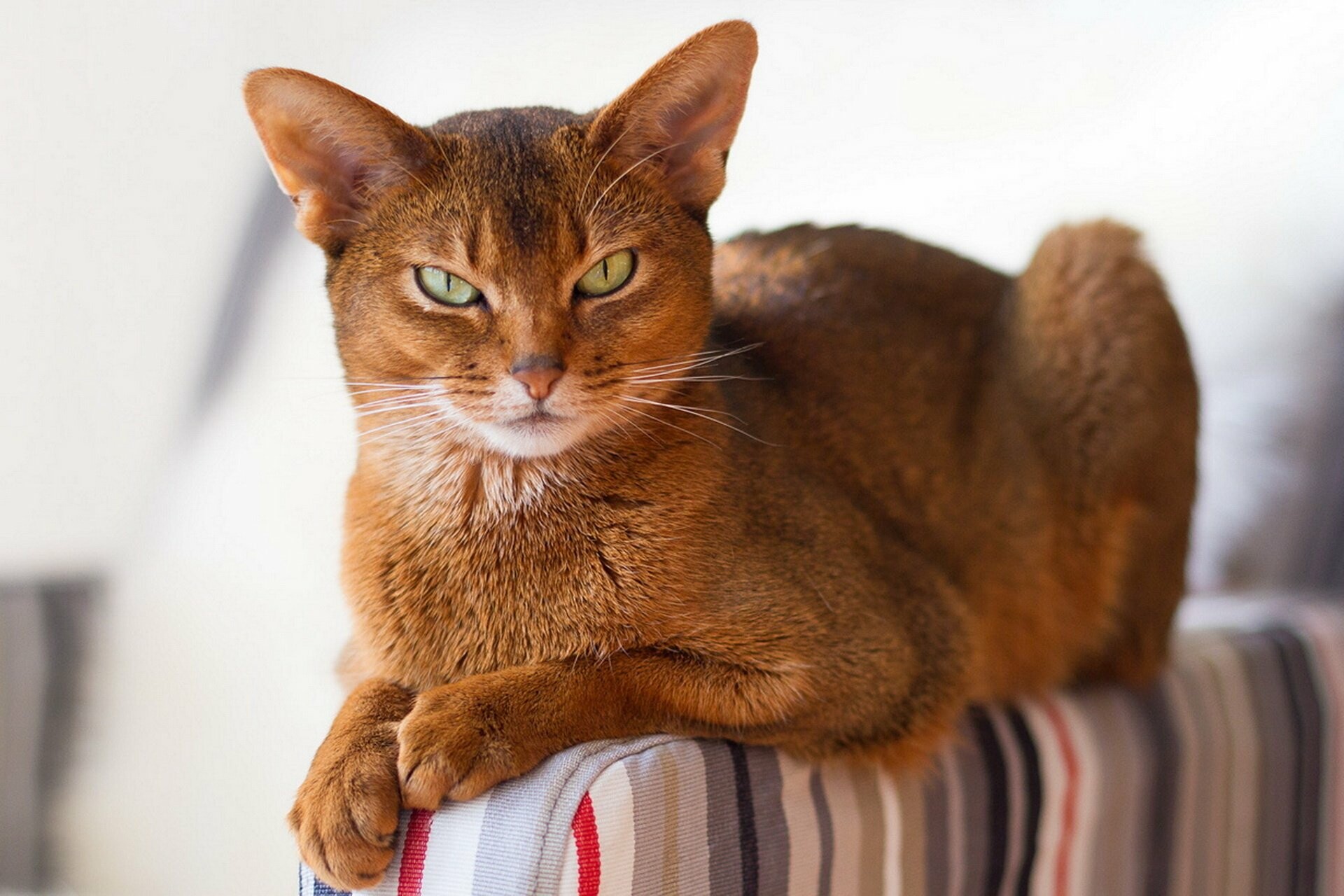 Abyssinian Cat, Ancient breed, Short-haired beauty, Golden coat, 1920x1280 HD Desktop