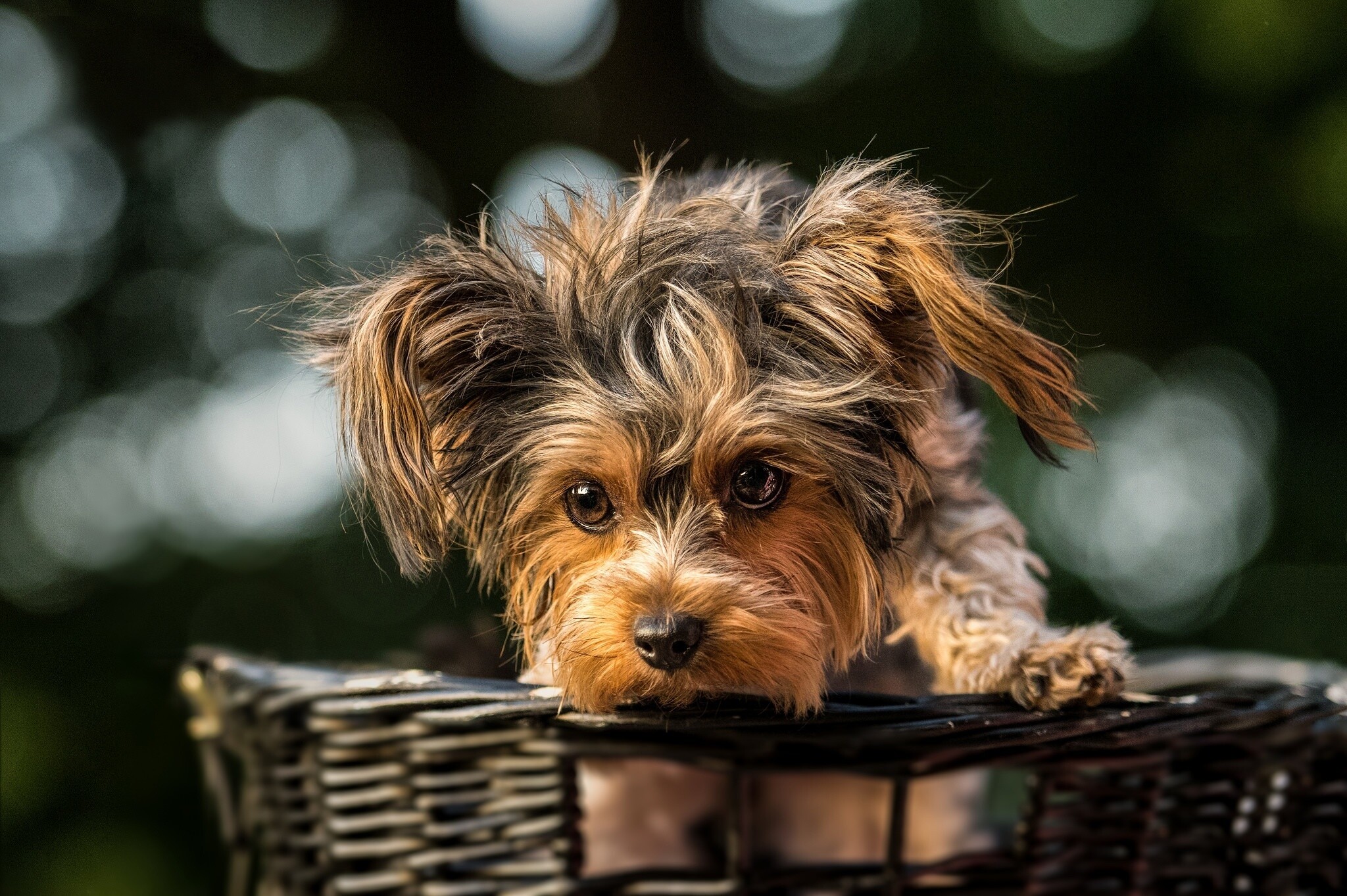 Basket, Yorkshire Terrier Wallpaper, 2050x1370 HD Desktop