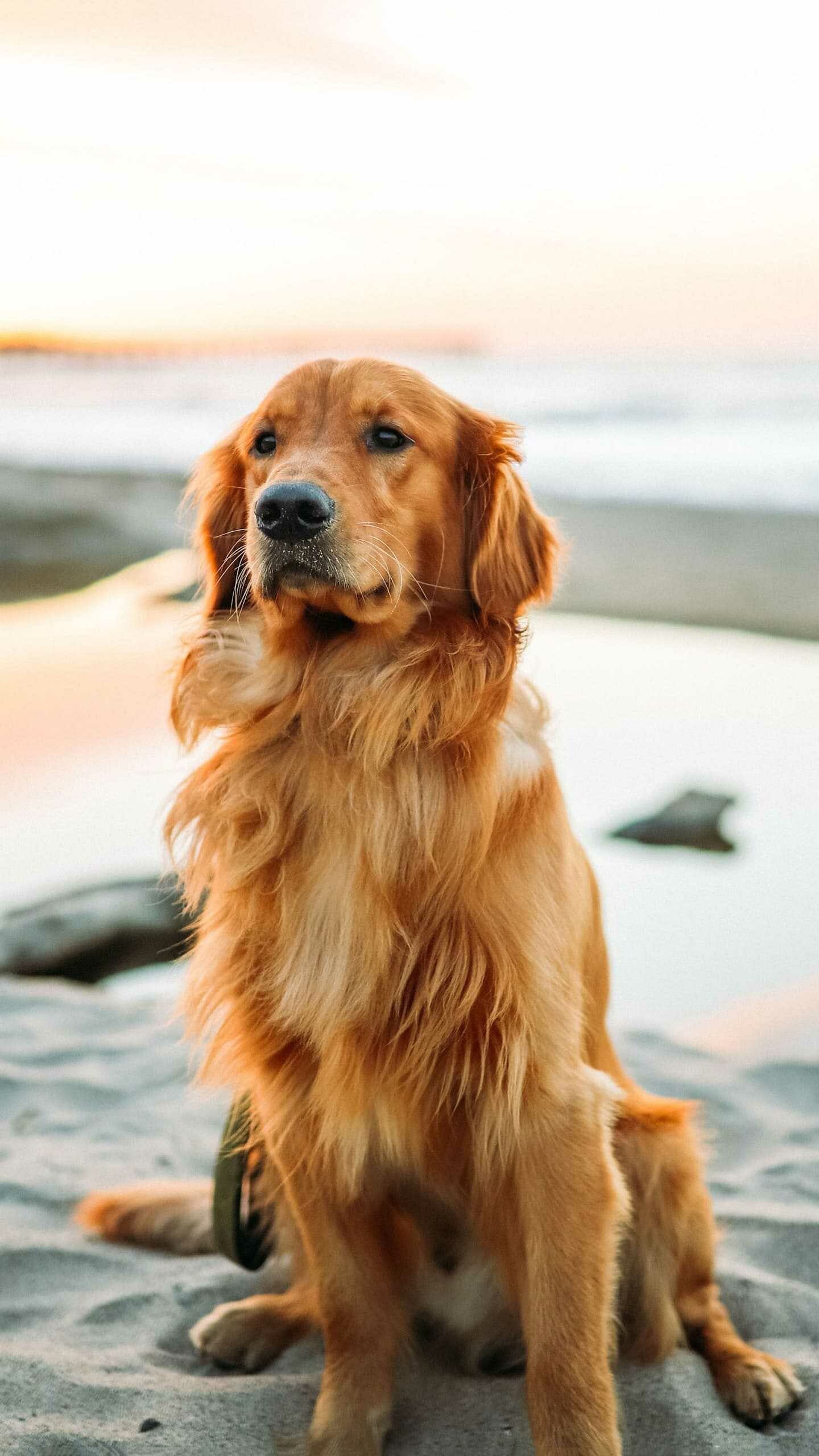 Golden Retriever, Wallpaper, 1440x2560 HD Phone