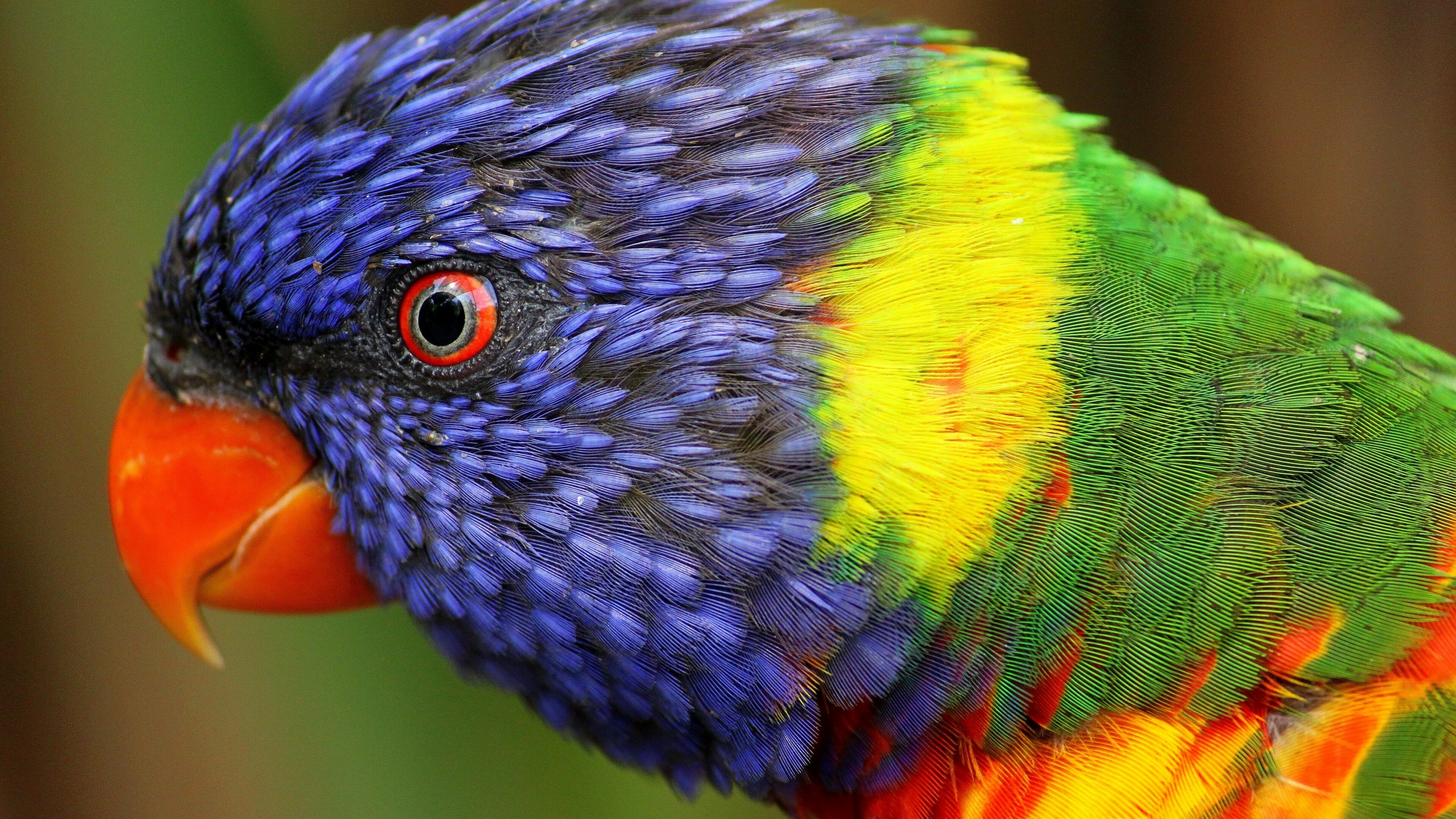 Loriini, Parrots Wallpaper, 3840x2160 4K Desktop