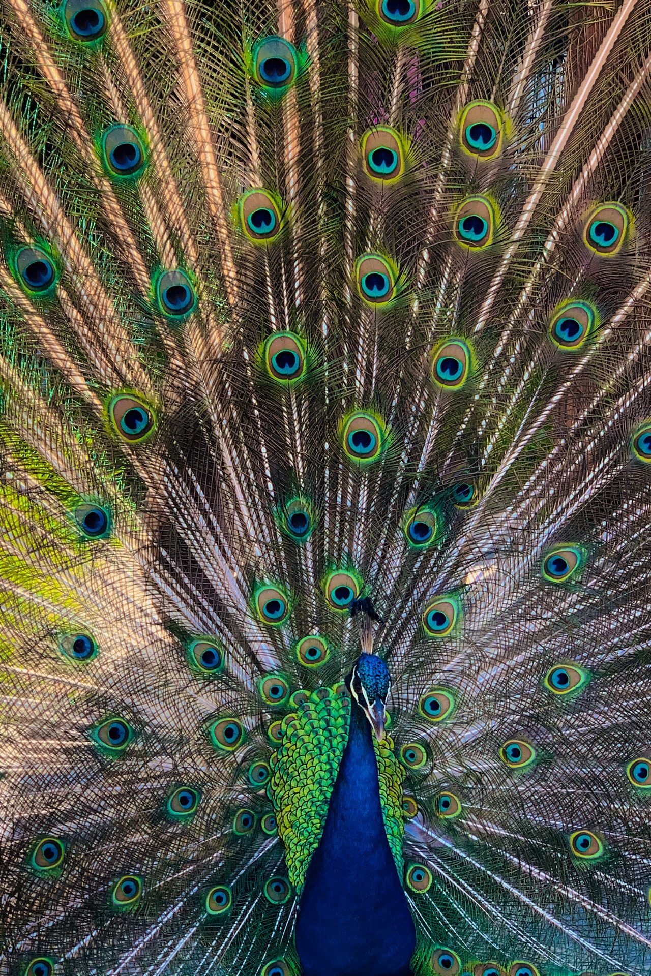 Indian peafowl, Peacock feather train, Peacock ocelli eyespots, HD Phone wallpaper