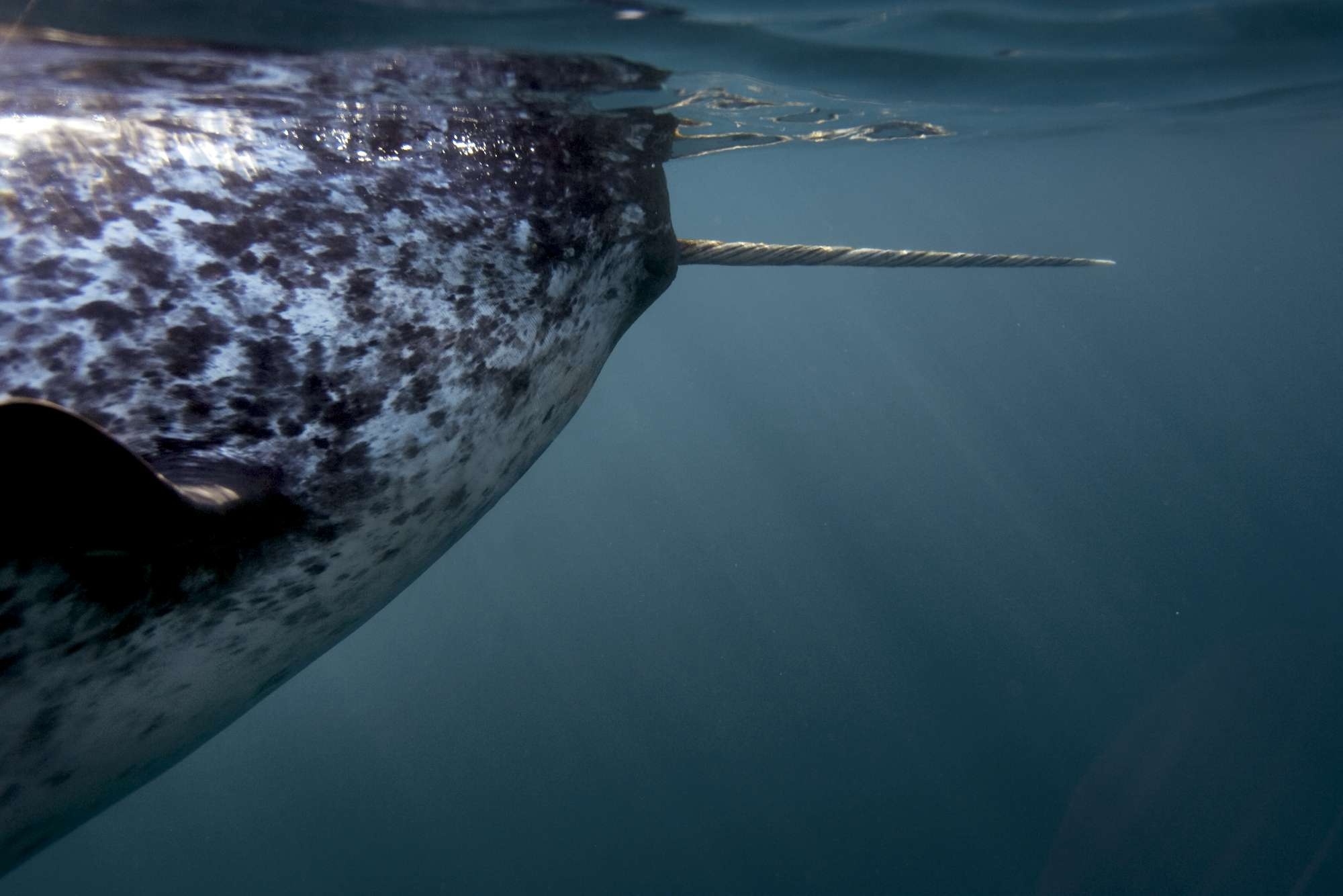 Narwhal, Unicorns of the sea, Paul Nicklen, 2000x1340 HD Desktop