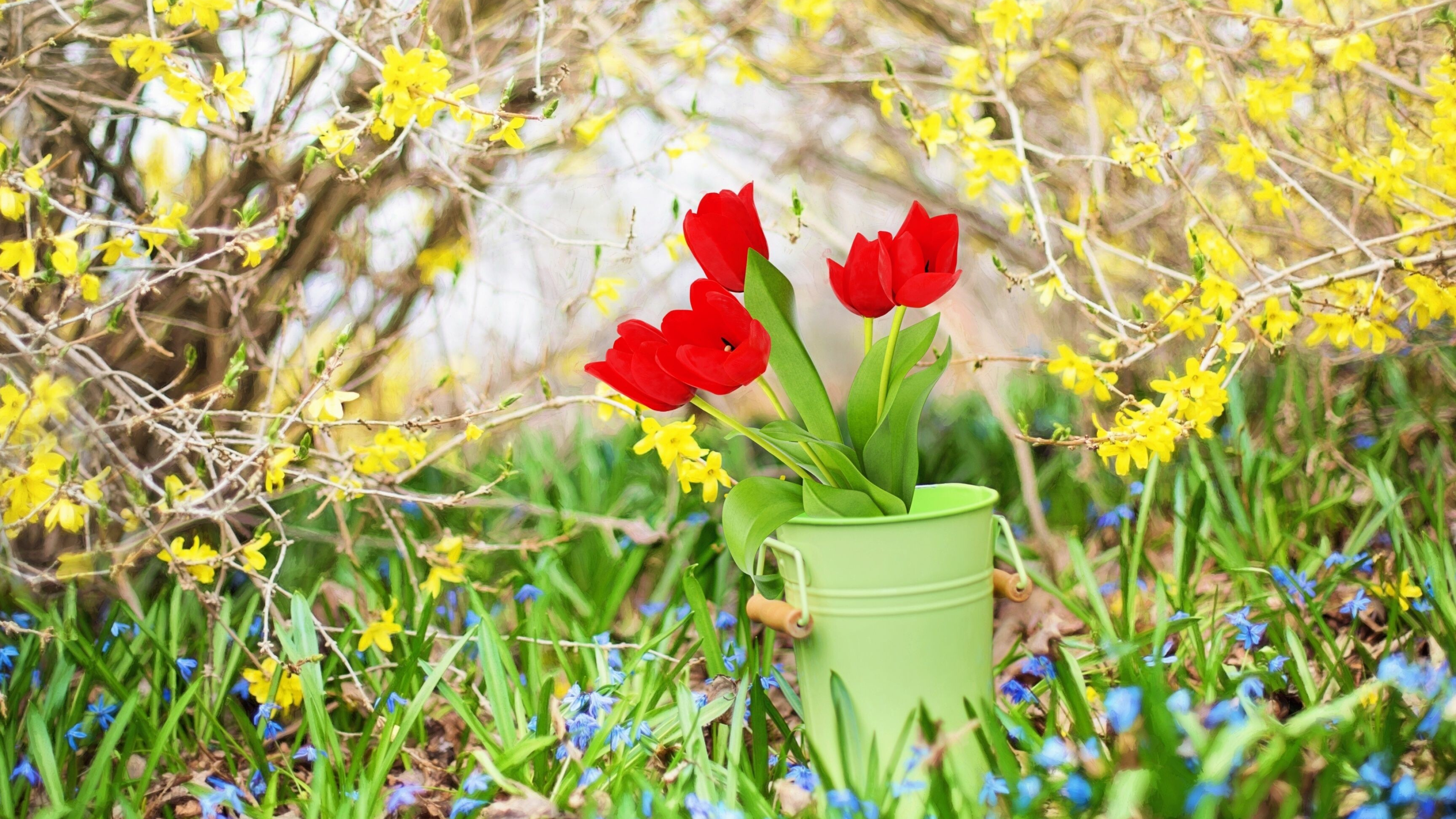 Springtime bliss, Scenic beauty, Blossoming trees, Delicate petals, 3840x2160 4K Desktop