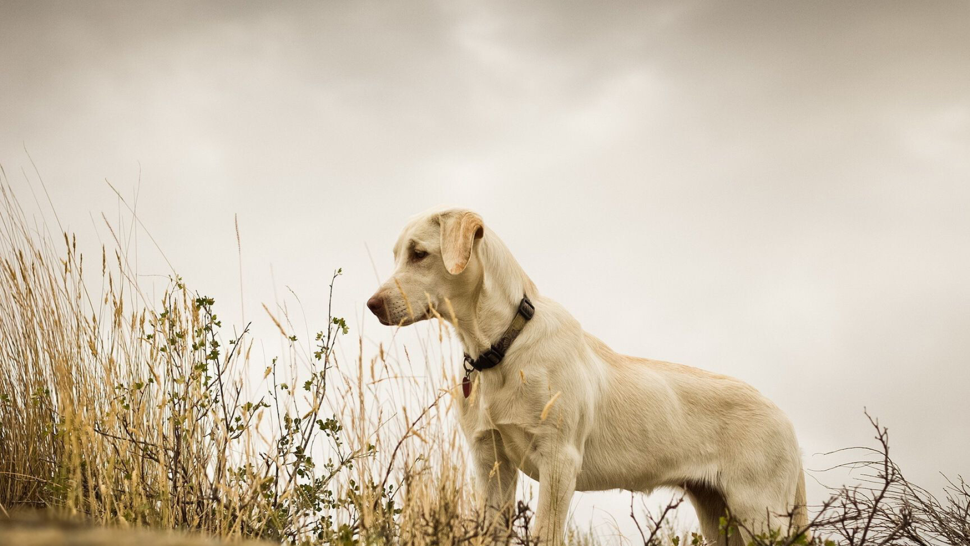 Cute Labrador Retriever wallpaper, Adorable animals, Precious puppies, Heart-melting image, 1920x1080 Full HD Desktop