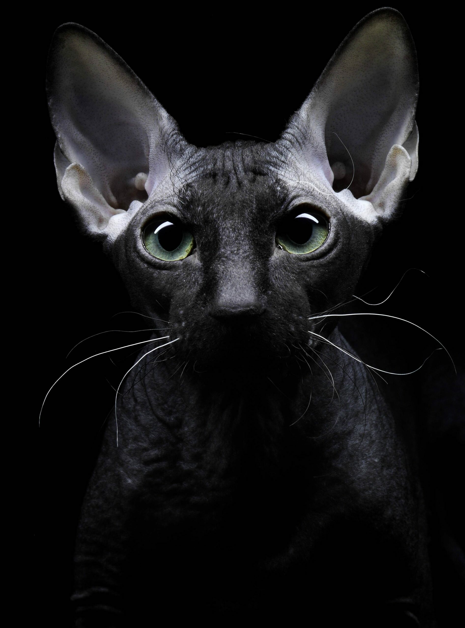 Close-up, Sphynx Wallpaper, 1900x2560 HD Phone