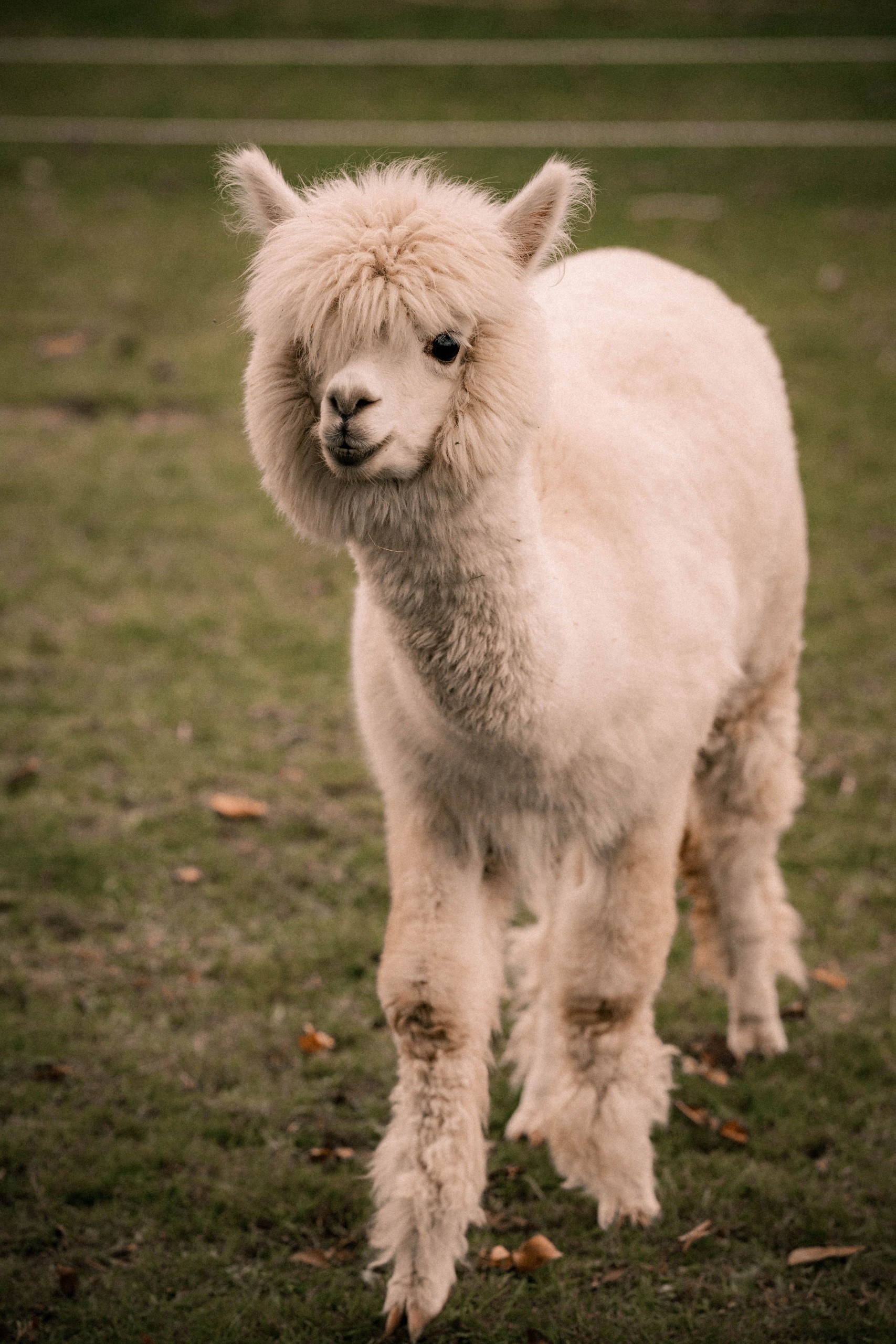 Happy alpaca moments, Joyful alpaca farm, Content alpaca family, Alpaca bliss, 1710x2560 HD Phone