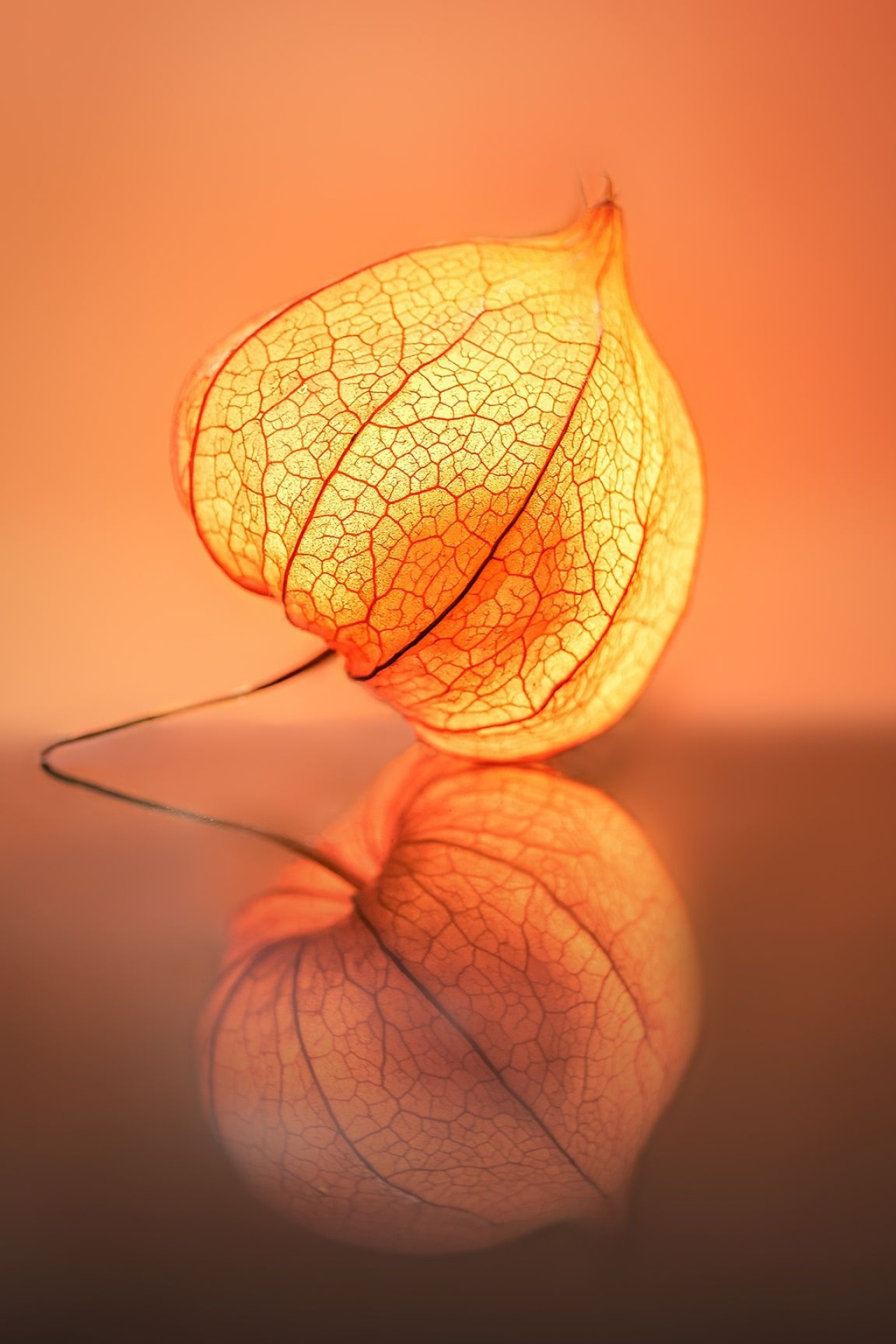 Physalis, Nature's beauty, Macro photography, Valentin Gutekunst artwork, 1280x1920 HD Phone