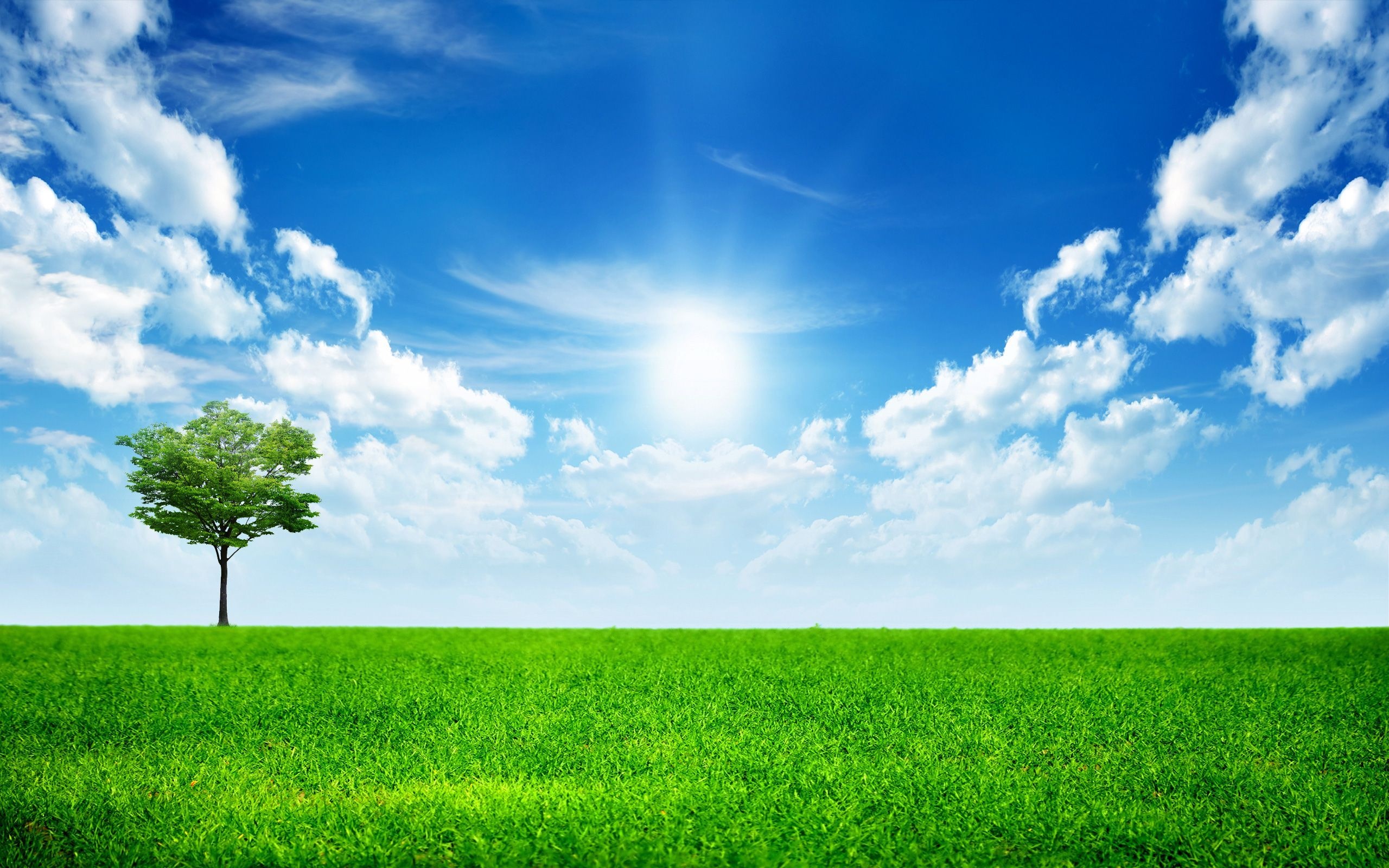 Solitary green tree, Bright sunny sky, Lush green grass, HD Desktop wallpaper