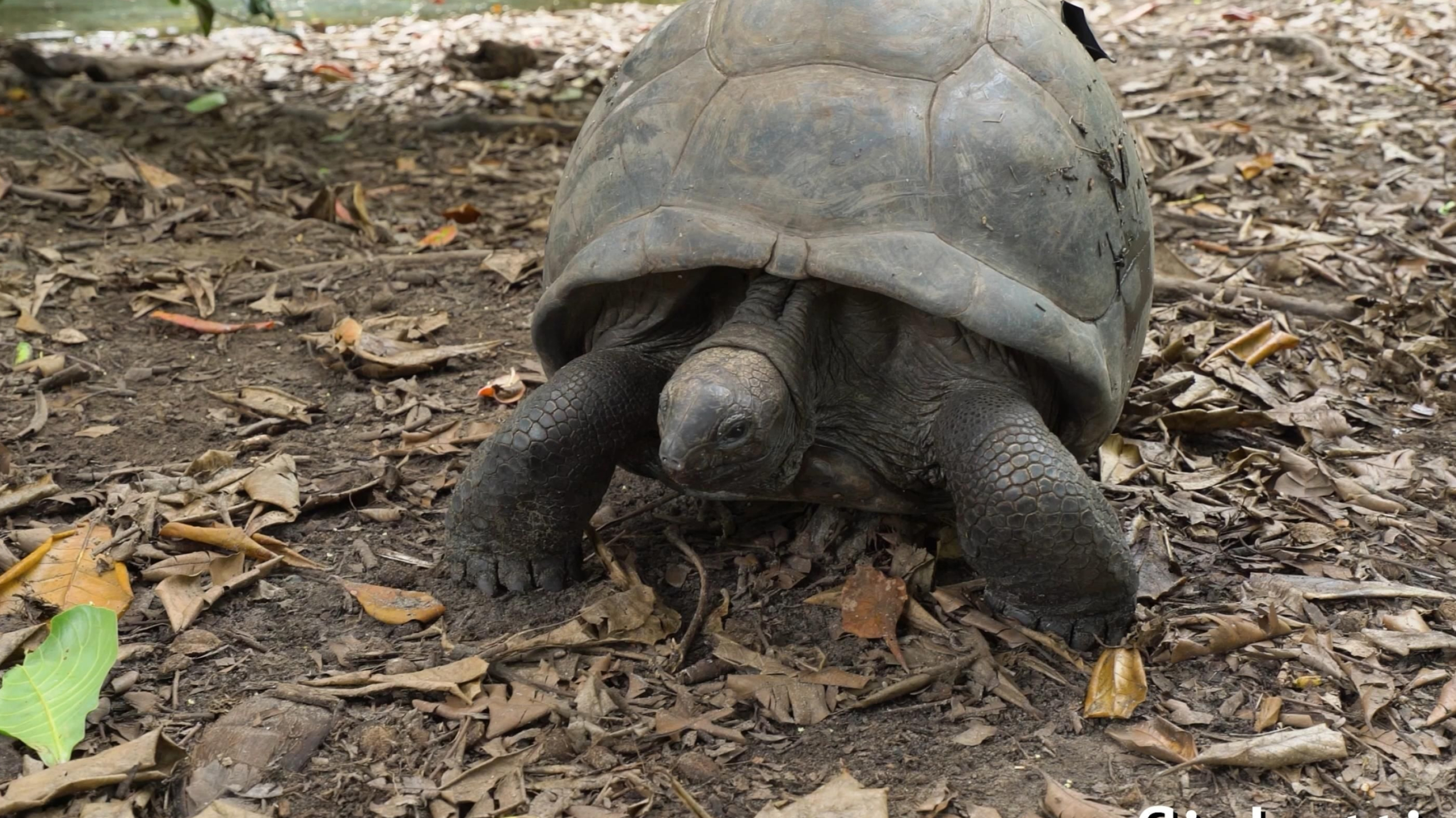 Seychelles island paradise, Giant tortoise encounters, Tropical bliss, Nature's treasures, 3840x2160 4K Desktop