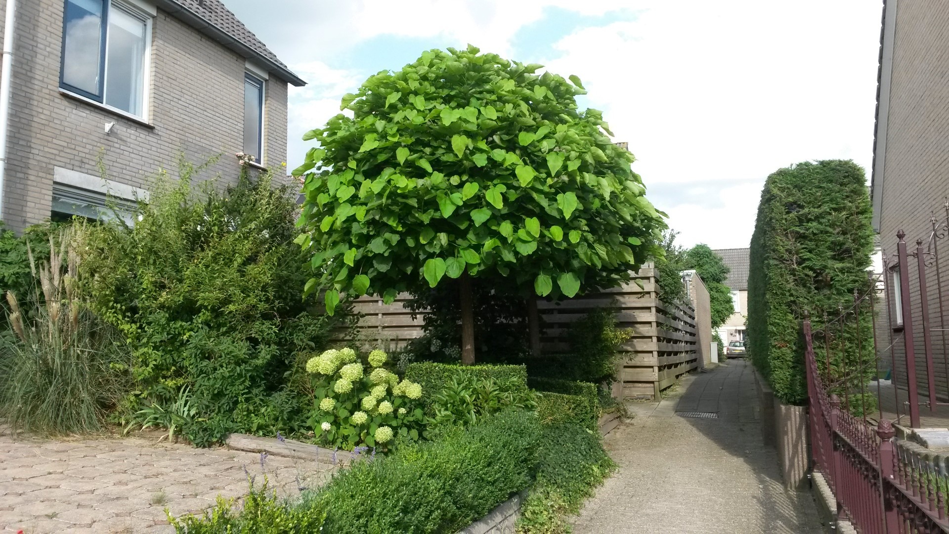 Catalpa bignonioides nana, Van den Berk Baumschulen, 1920x1080 Full HD Desktop