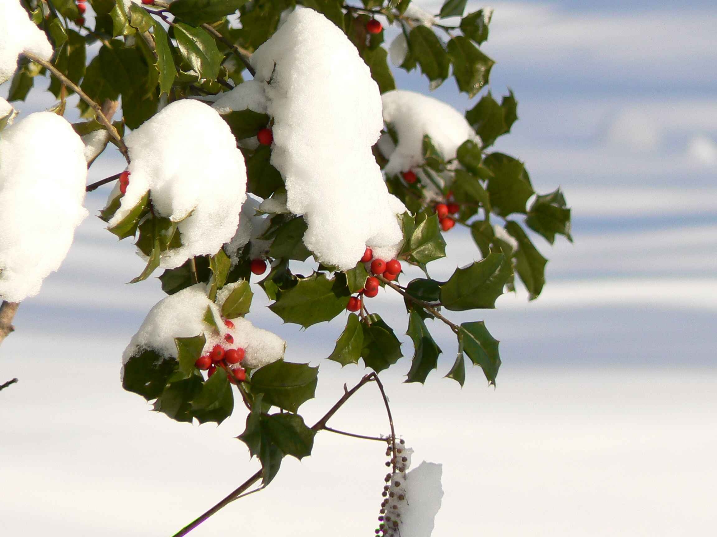 Snow-covered, Holly Tree Wallpaper, 2310x1730 HD Desktop