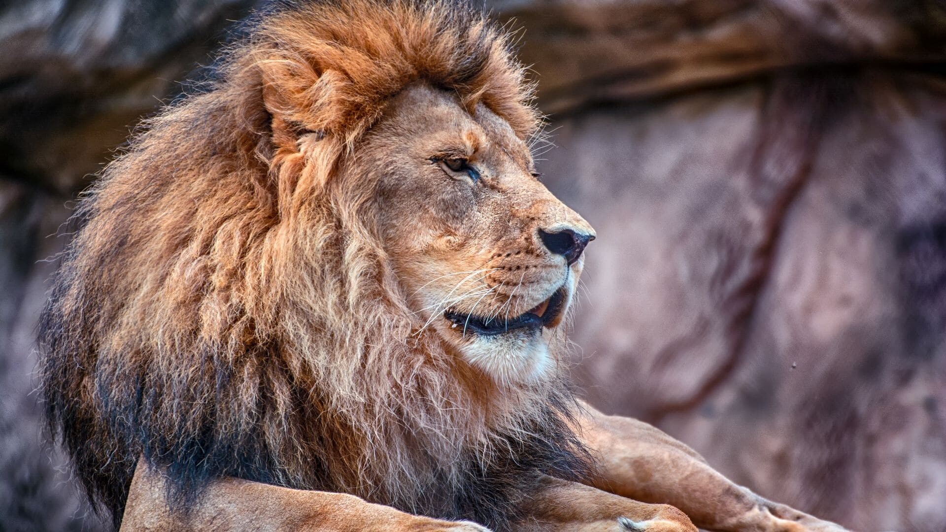 Majestic lion, Striking visuals, Unique wallpaper, Captivating presence, 1920x1080 Full HD Desktop