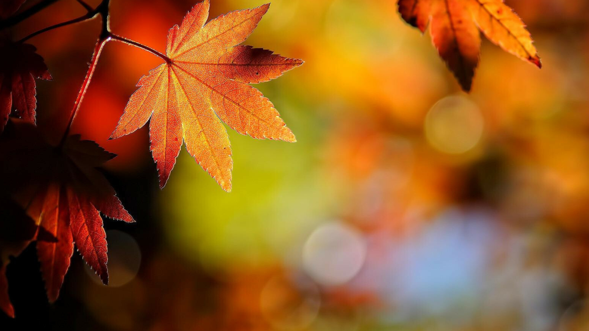 Autumn leaf wallpaper, Fall vibes, 1920x1080 Full HD Desktop