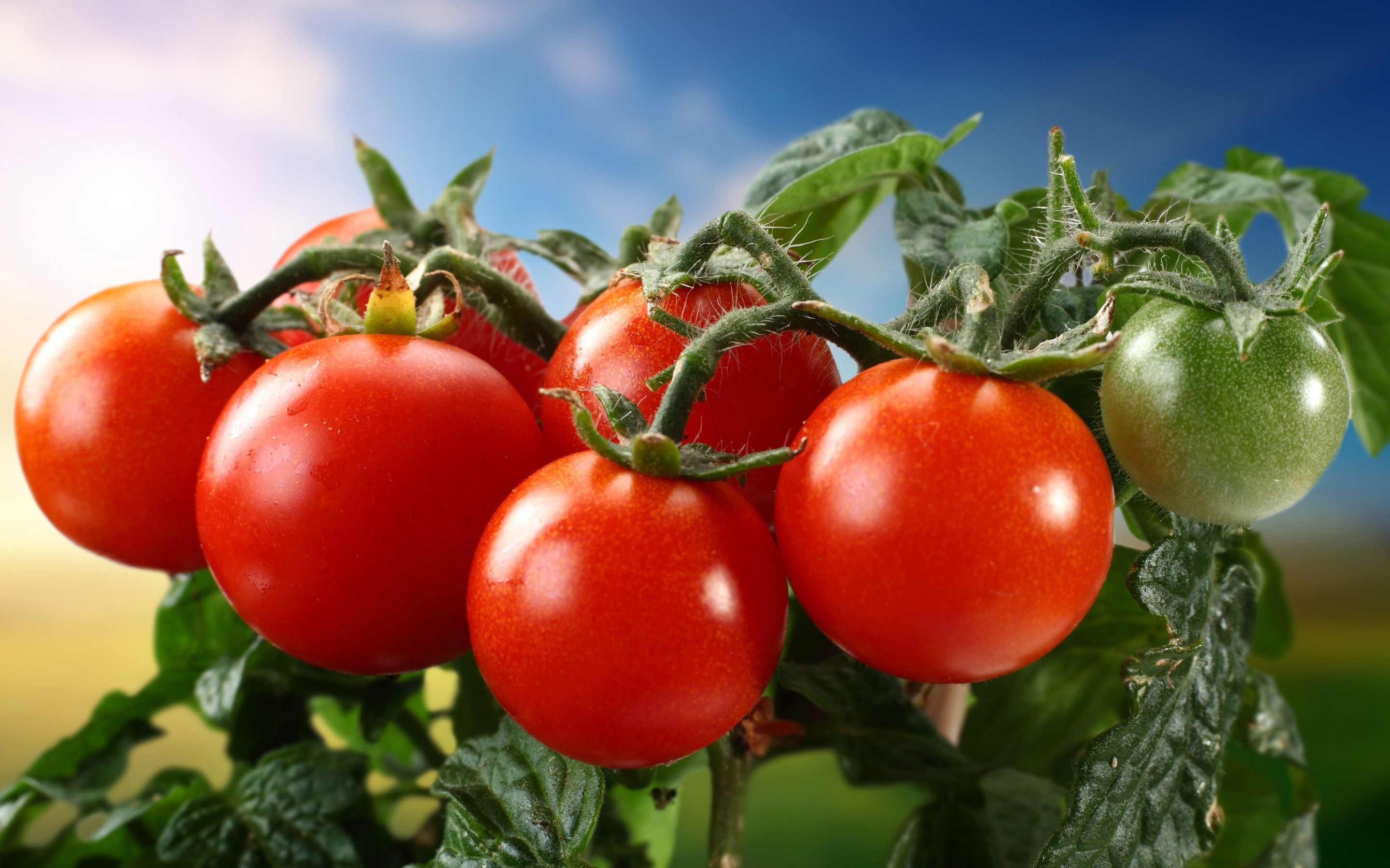 Tomato, Wallpaper, Background, Zoey Anderson, 2880x1800 HD Desktop