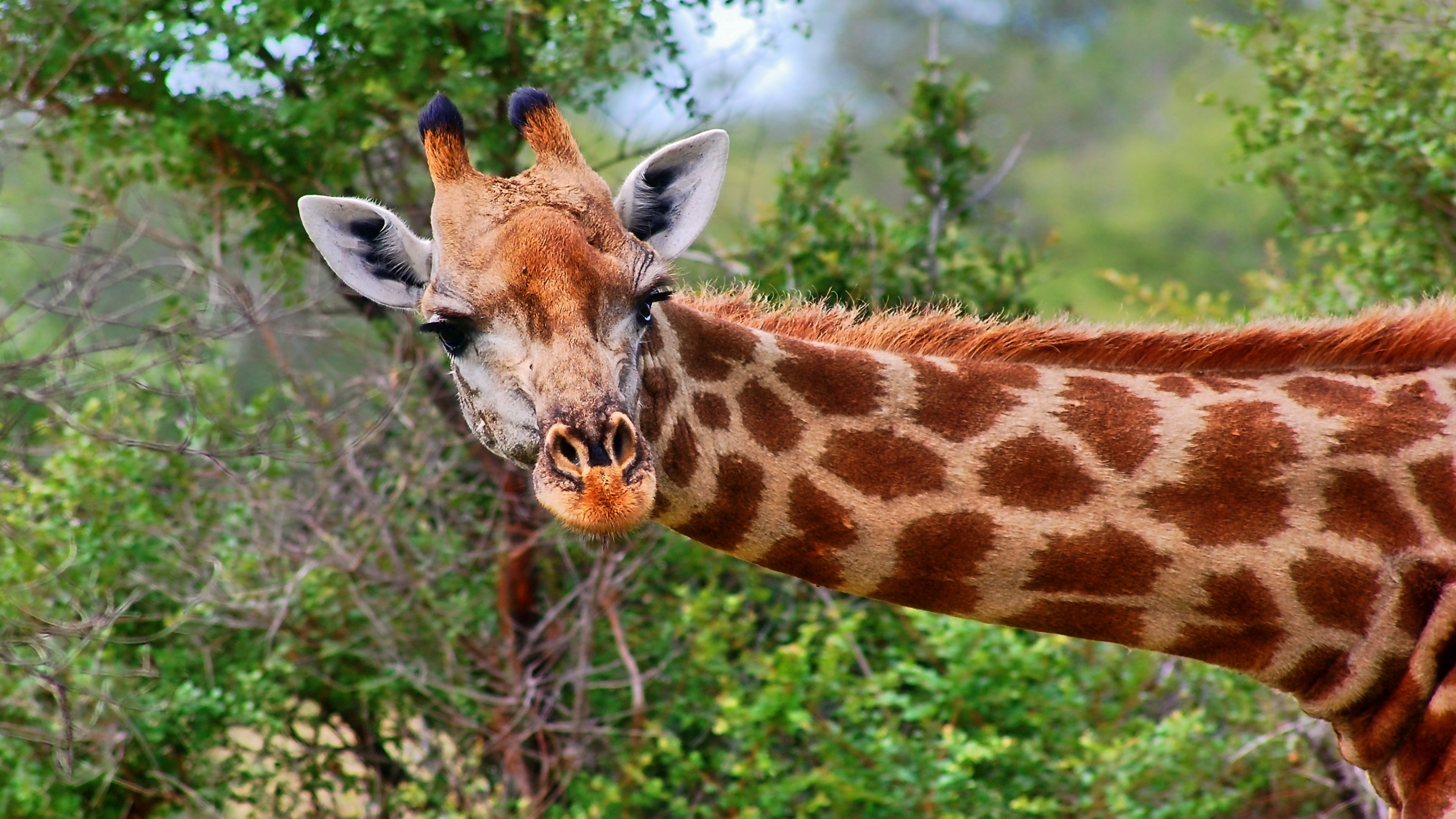 Stunning 4k giraffe portrait, Imposing stature, Natural beauty, 3840x2160 4K Desktop