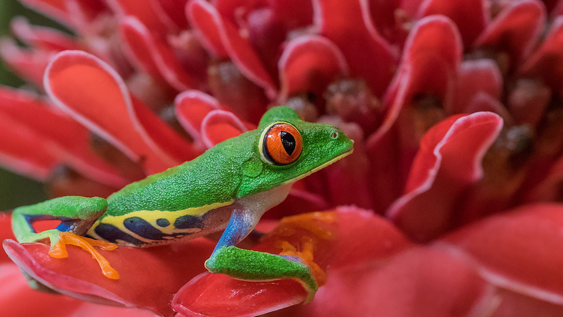 Enchanting amphibians, Vibrant red-eyed frog, Stunning flower, 4K wallpaper, 1920x1080 Full HD Desktop