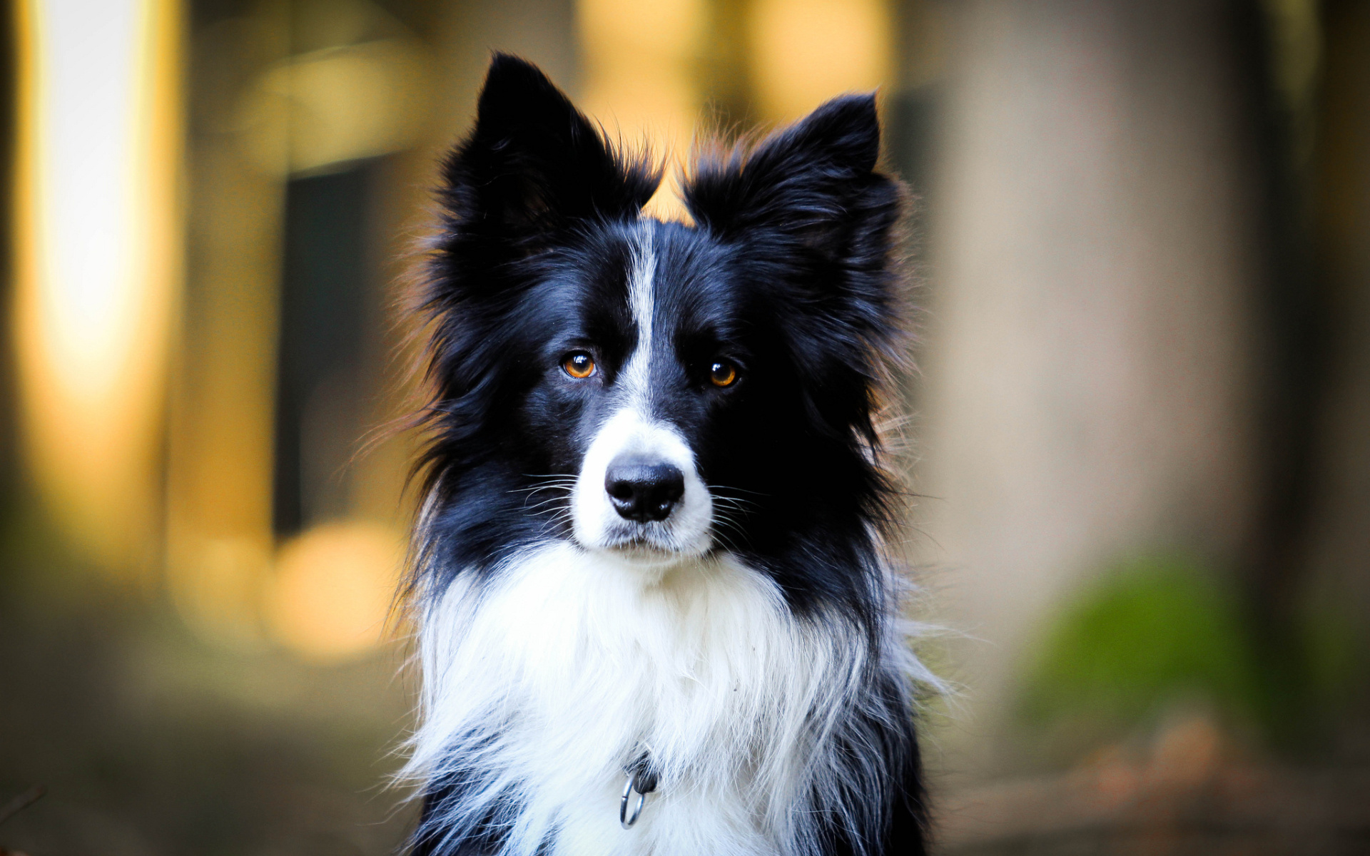 Border Collie, Bokeh pets, Black dogs, High quality, 1920x1200 HD Desktop