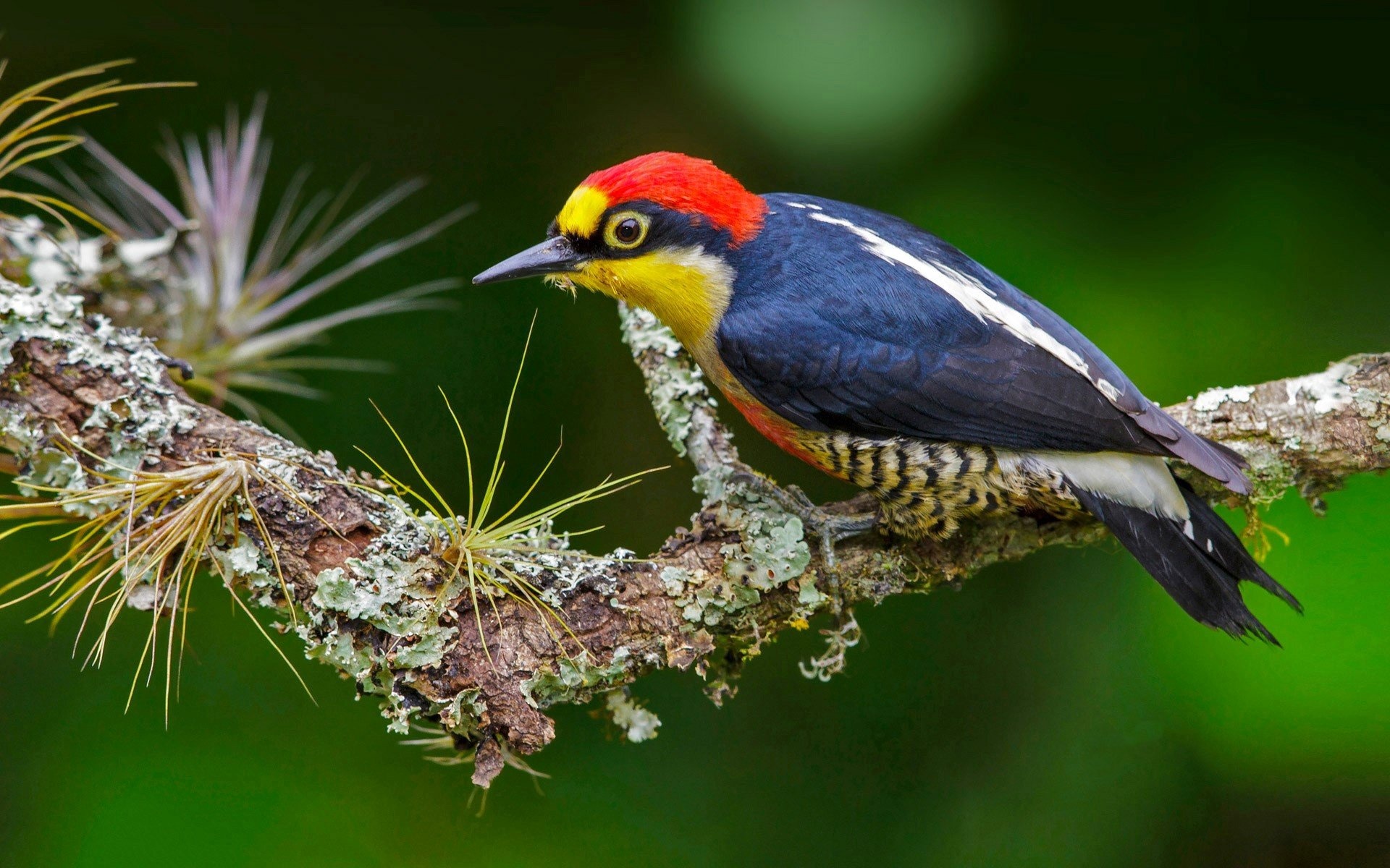 High resolution woodpecker, HD background, Nature's wallpaper, Desktop charm, 1920x1200 HD Desktop