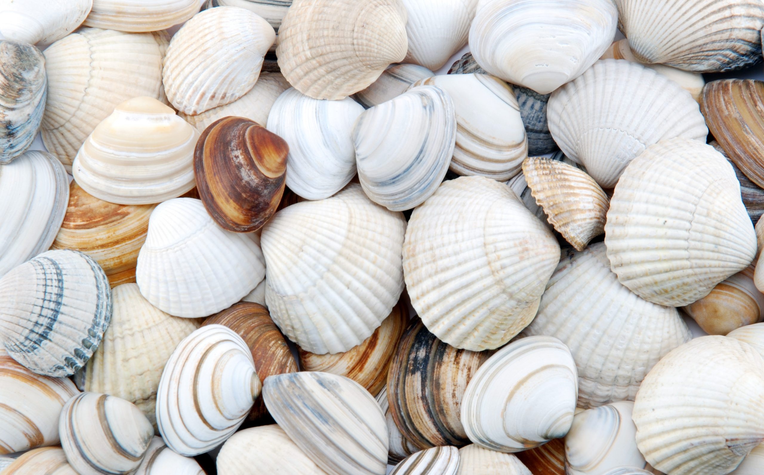 Clams, Sea Shell Wallpaper, 2560x1600 HD Desktop