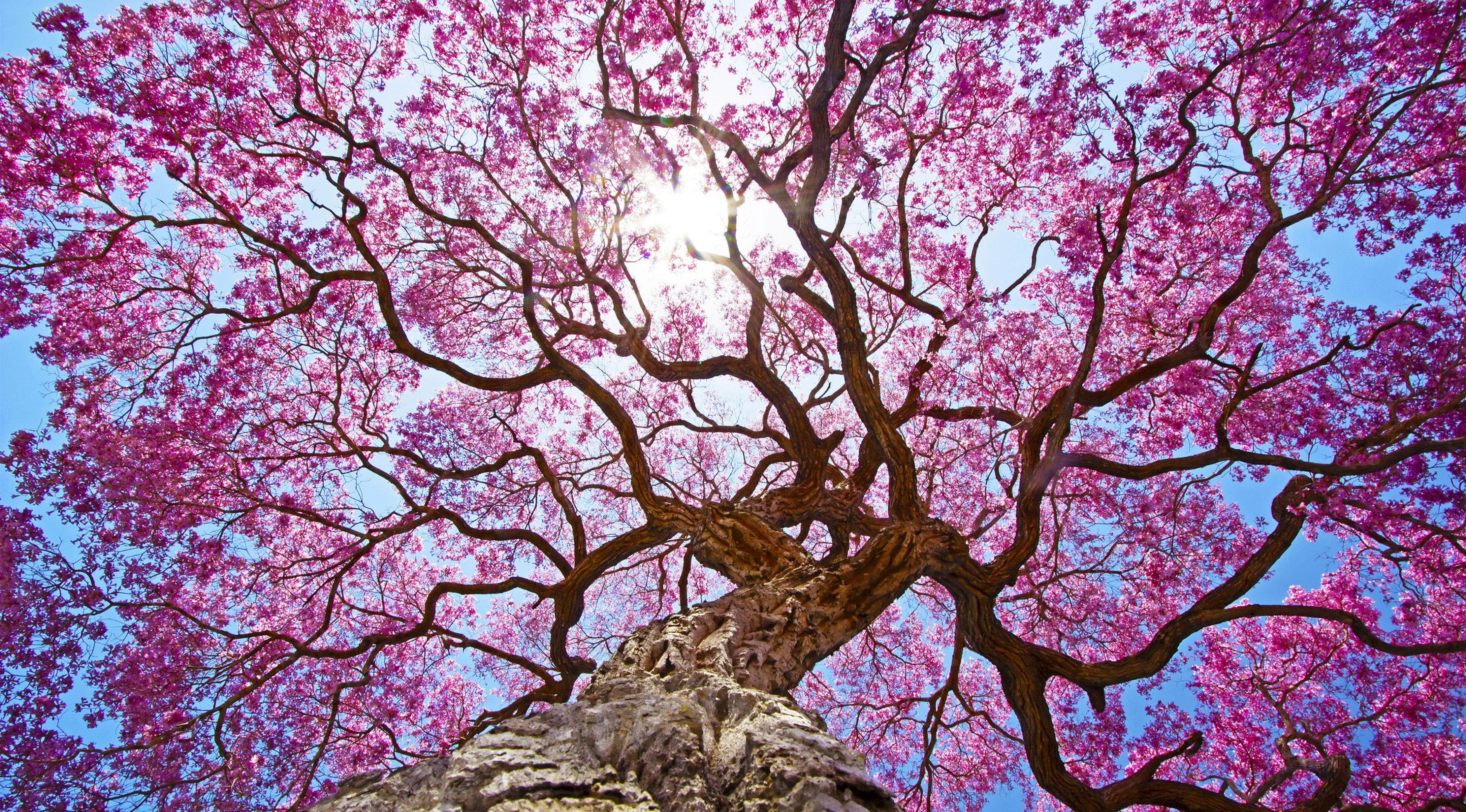 Pink trumpet tree canopy, Gnarled bark tree trunk, Sunburst through pink blossoms, HD Desktop wallpaper