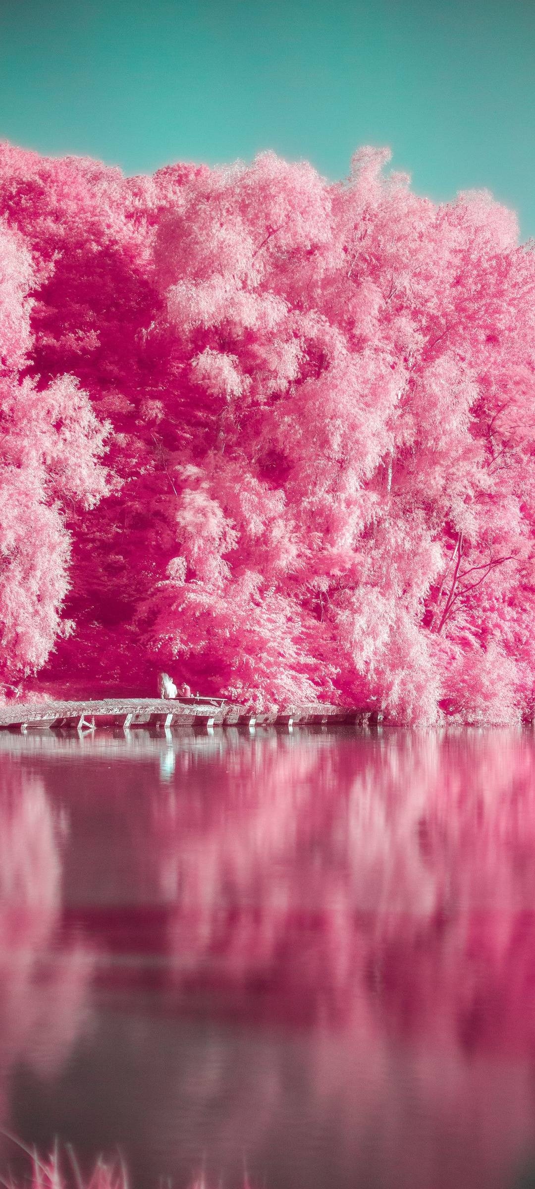 Pink infrared foliage trees, Calm lake water reflection, Stone lakeside embankment, HD Phone wallpaper